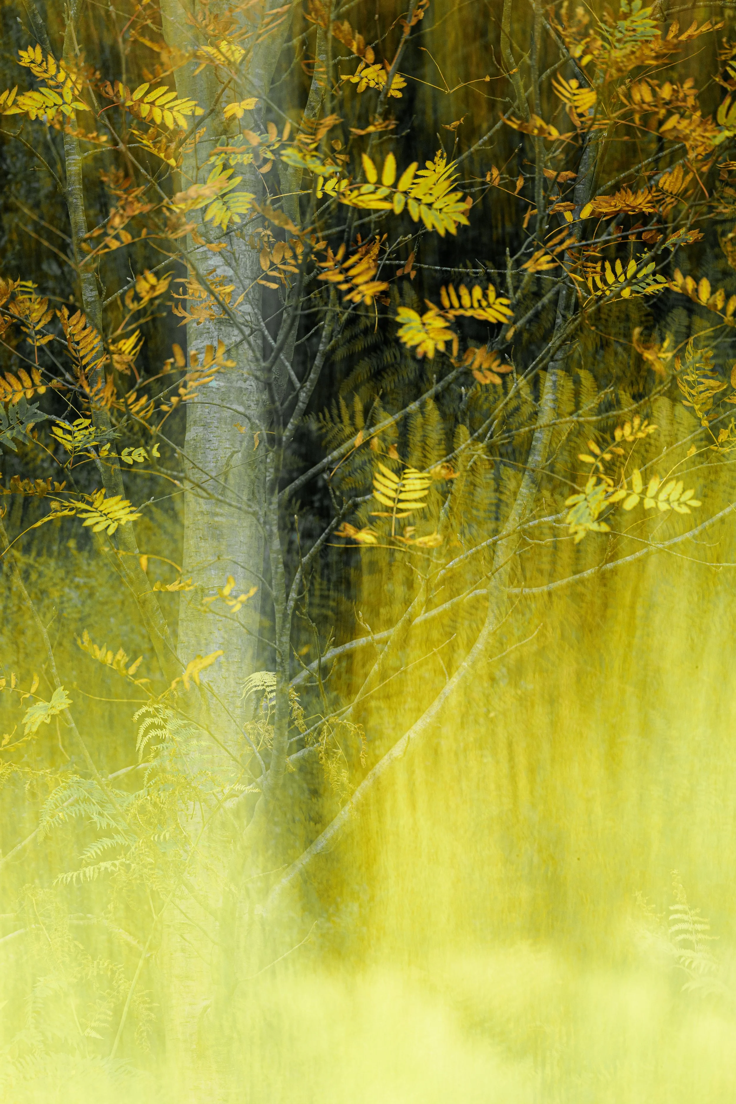 Newton woods October.JPG