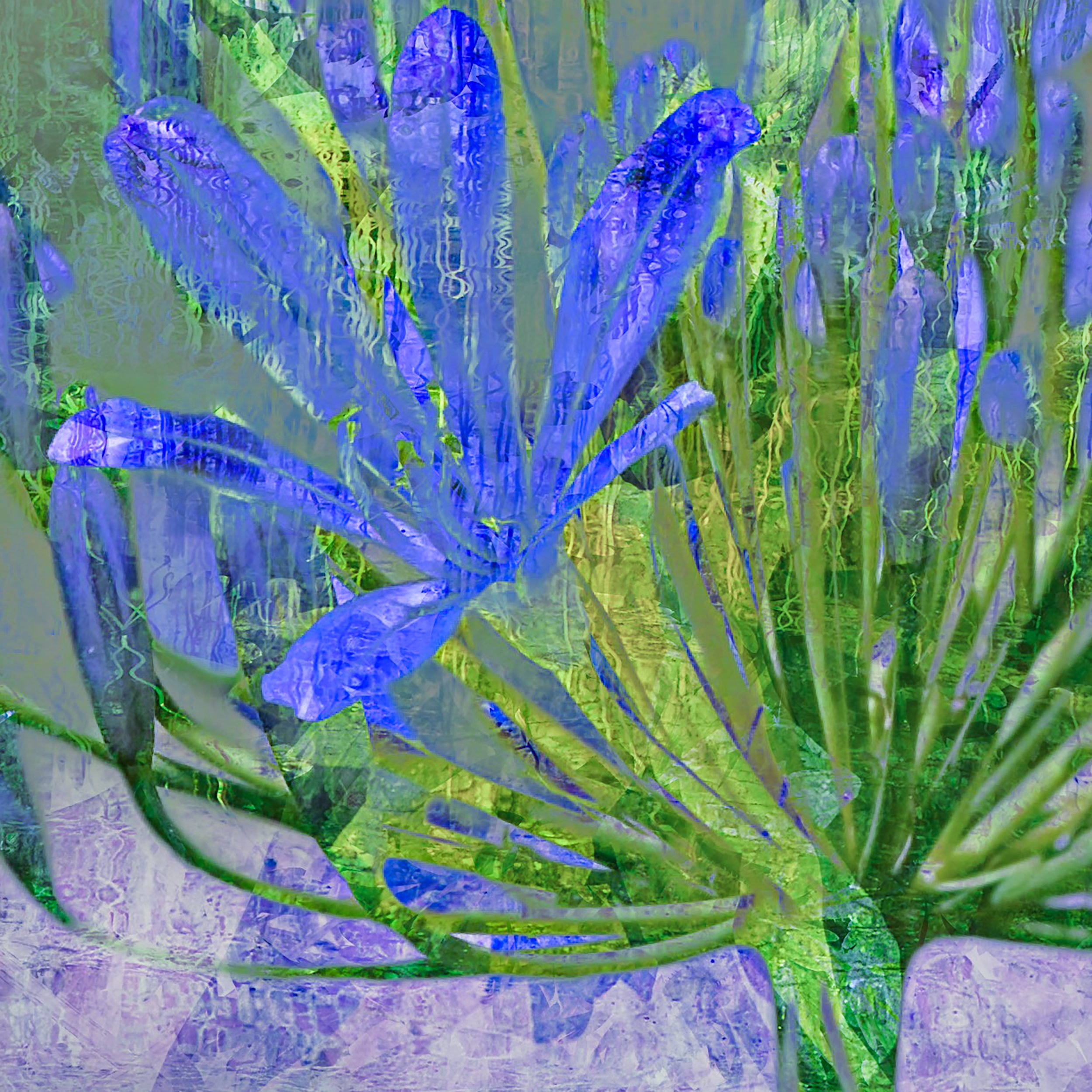 Agapanthus.jpg