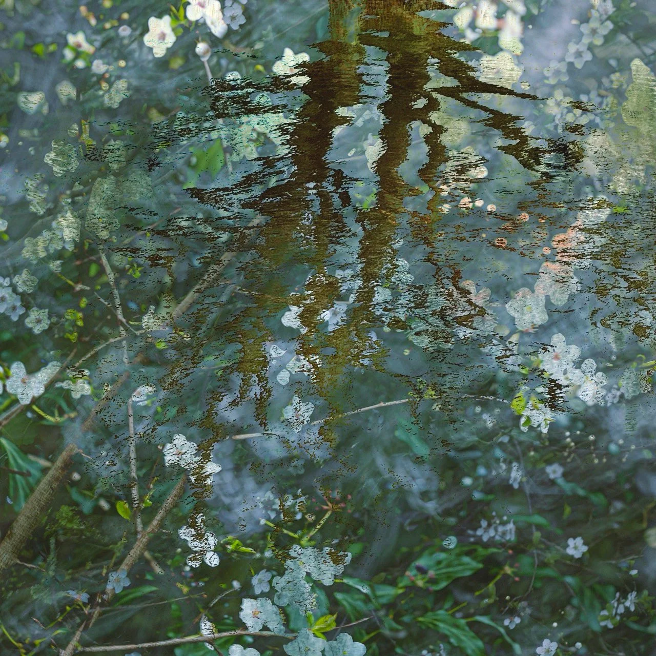 spring reflections river Tees.JPG