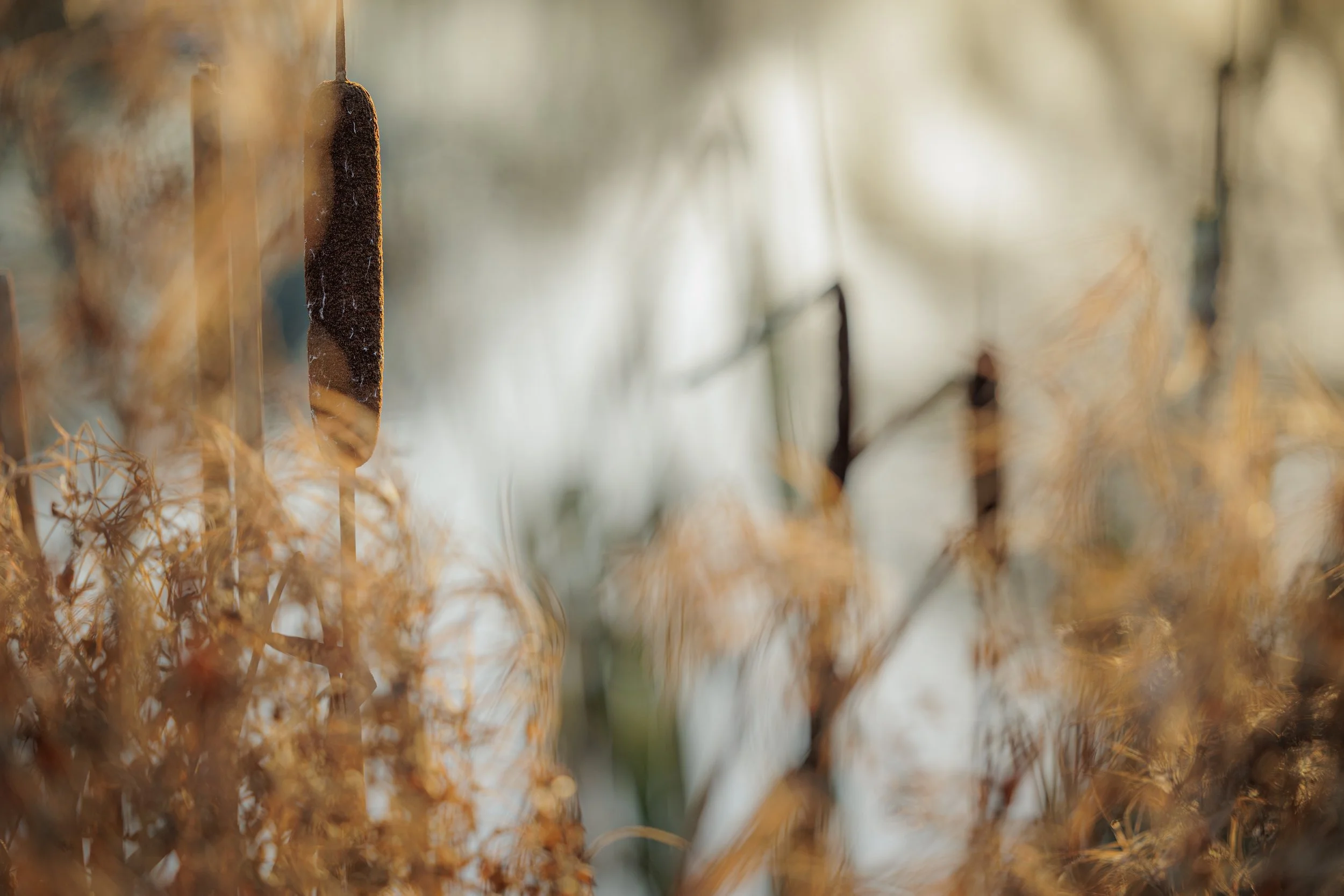 winter Bullrushes.JPG