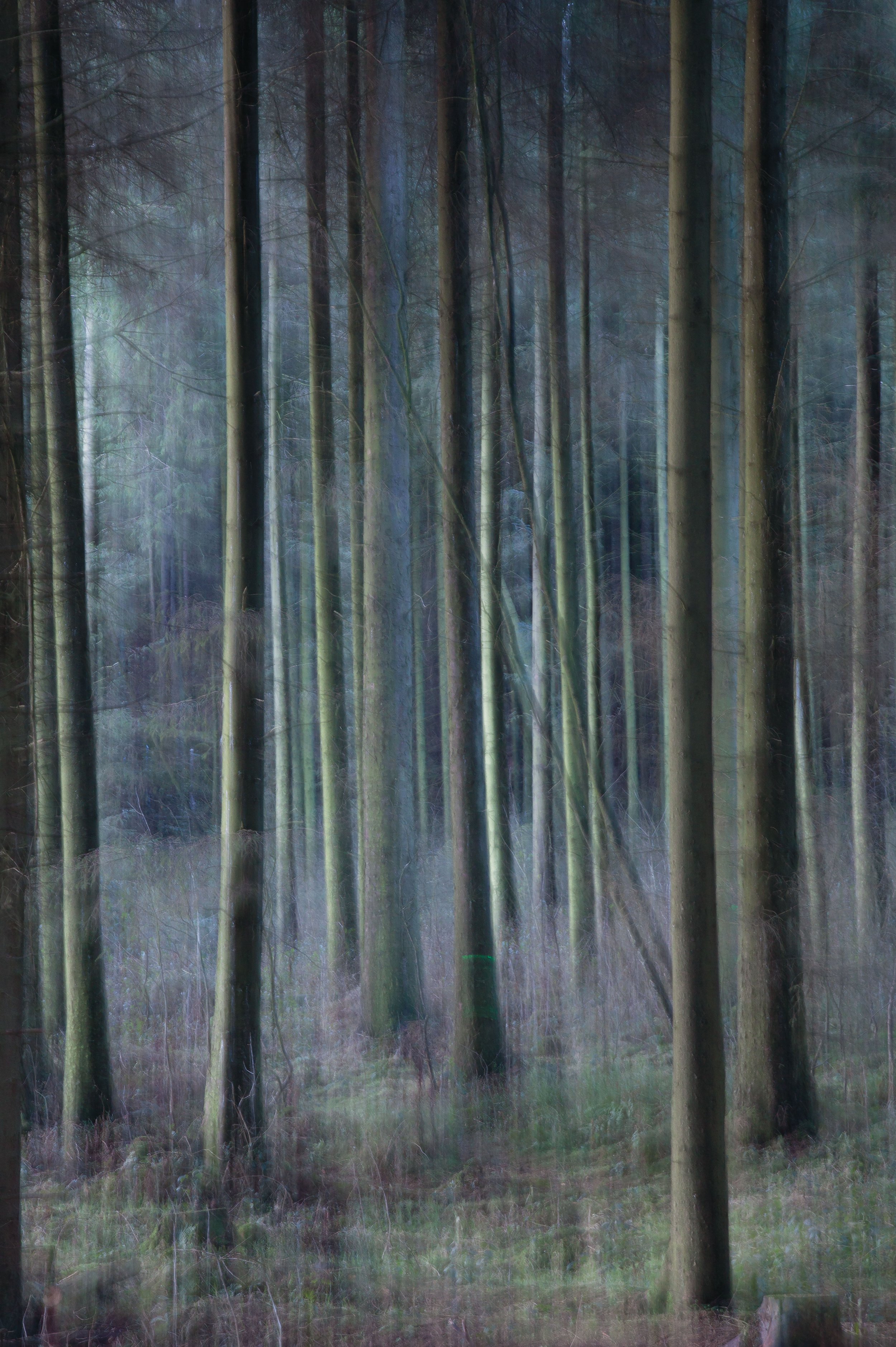 whitfield_sophia_Through_the-trees-.jpg