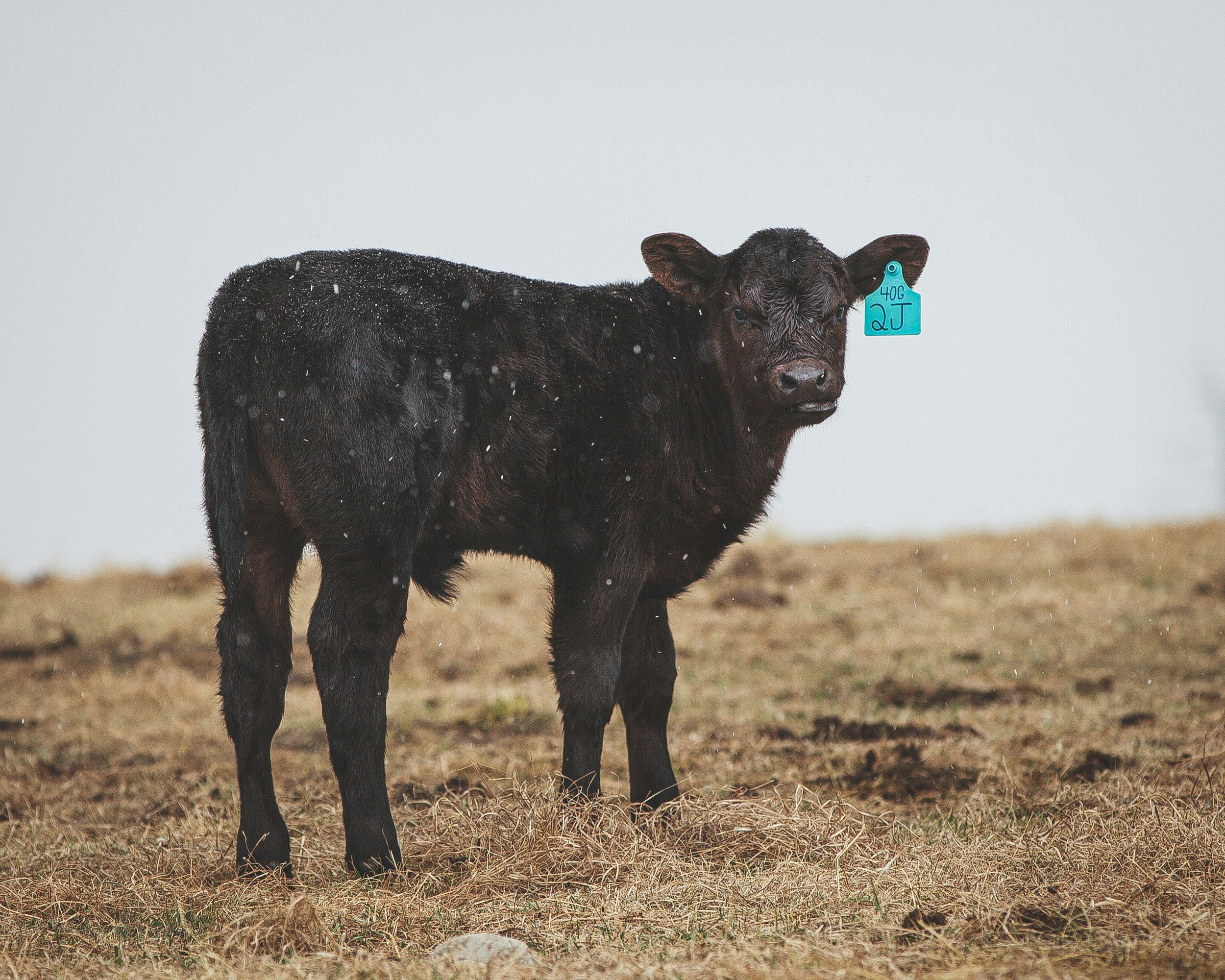 A black calf standing on dry grass in a field during a light rain, with a blue tag on its ear.
