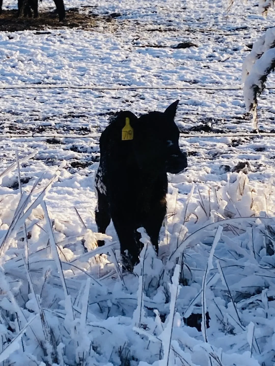 Black dog walking in snowy field with a yellow ear tag showing the number 769.