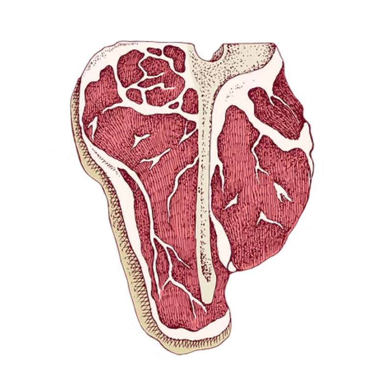 Anterior view of human tongue showing muscle groups and blood vessels.
