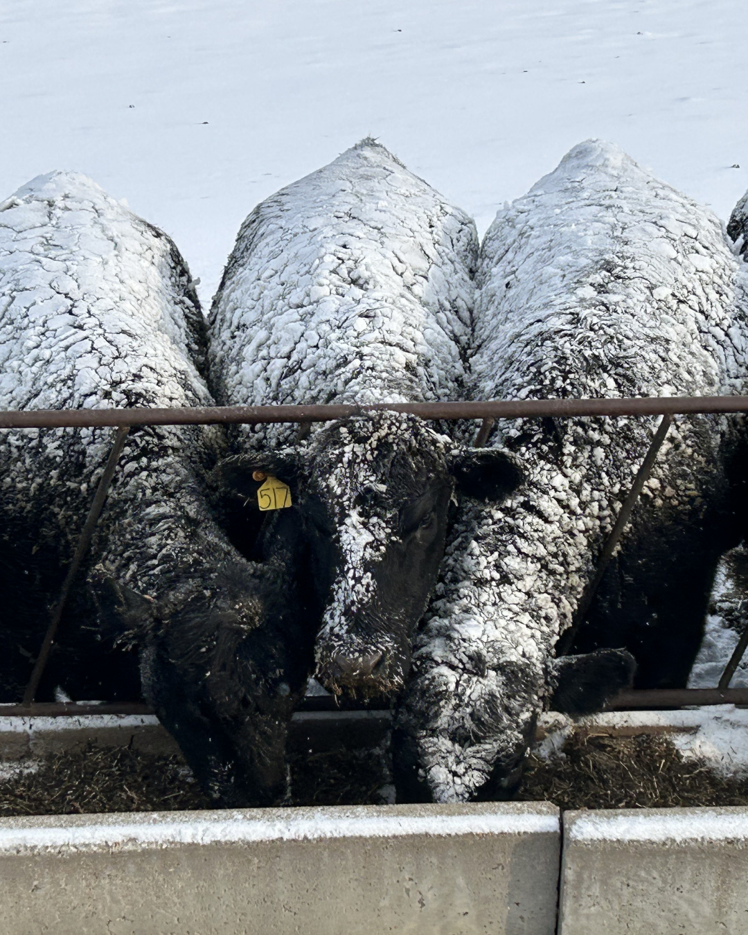 Three black cows covered in snow looking over a metal fence in a snowy field.