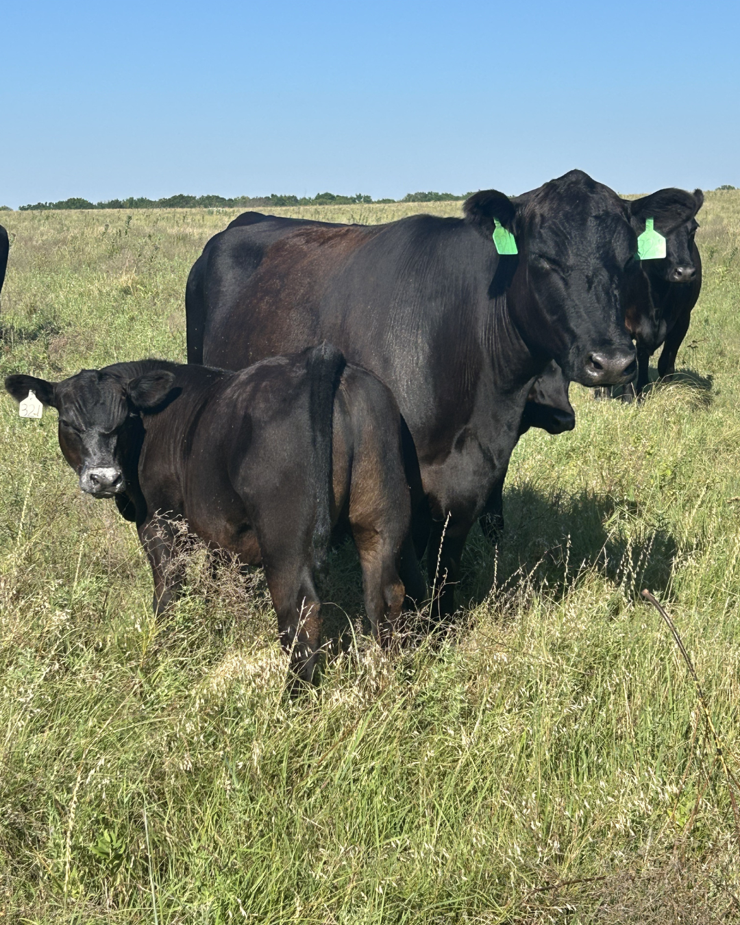 Two black calves grazing in a green field with a blue sky. One calf is standing close to a larger cow, both with green ear tags.