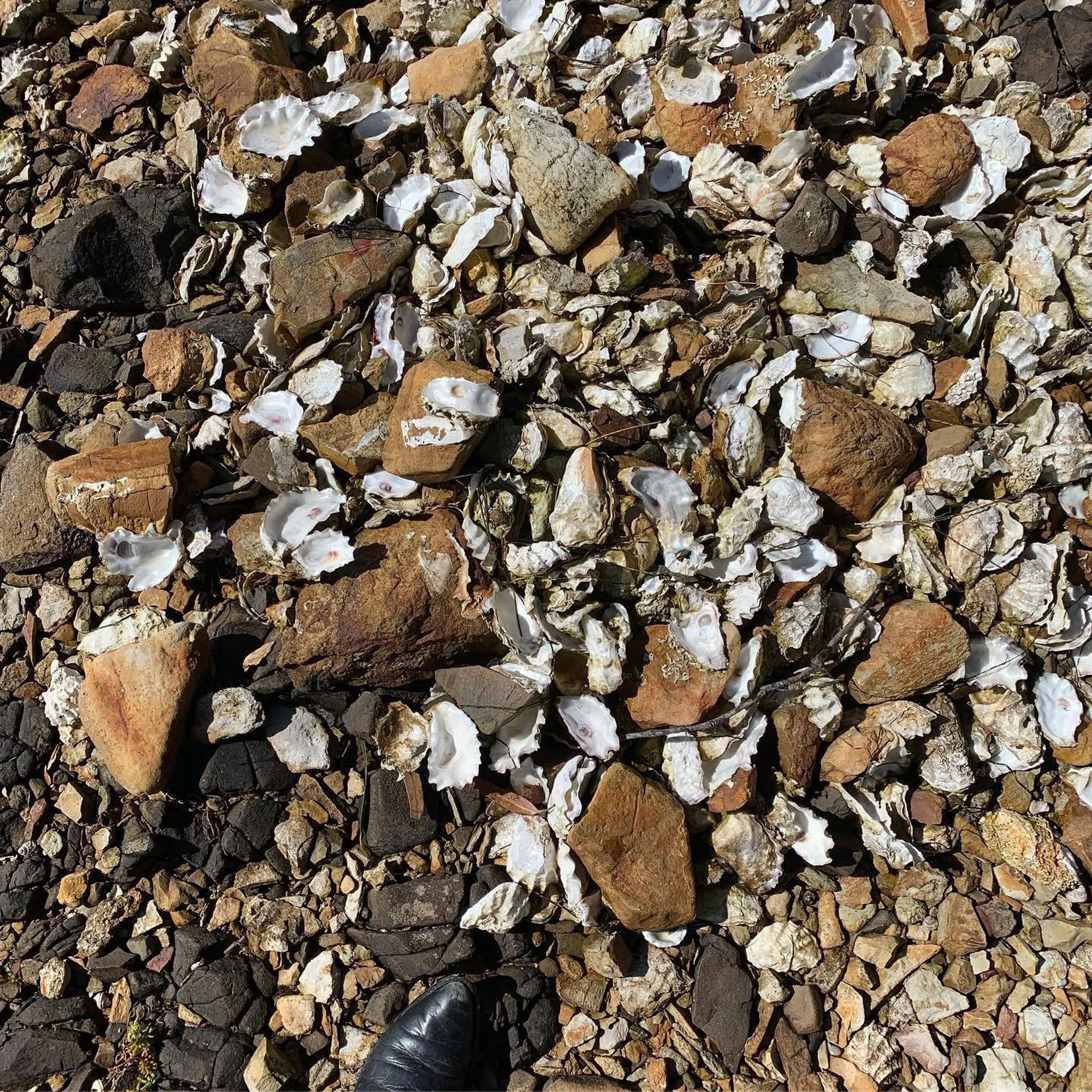 Bruny Island Oyster hunting 2019.