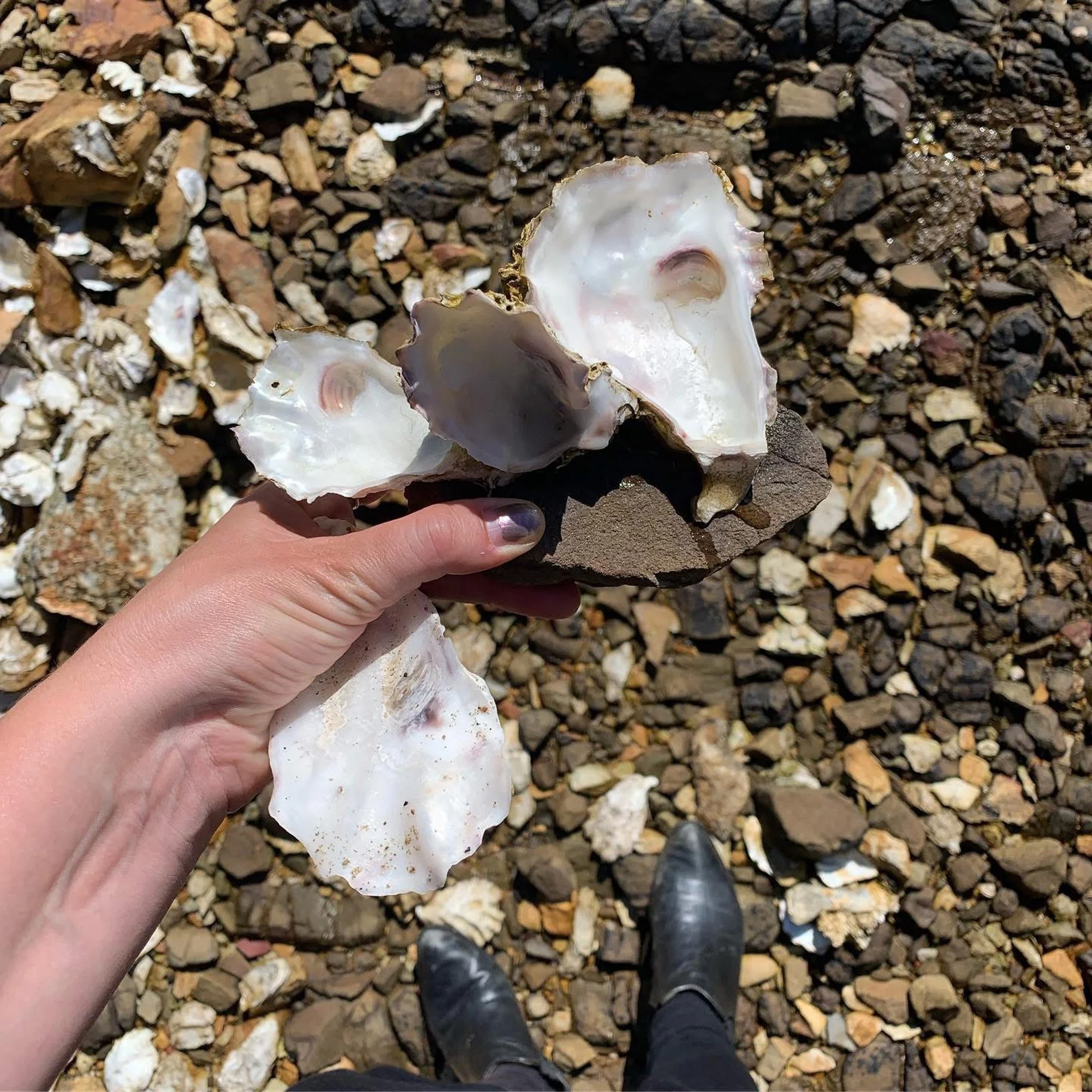 Bruny Island Oyster hunting 2019.