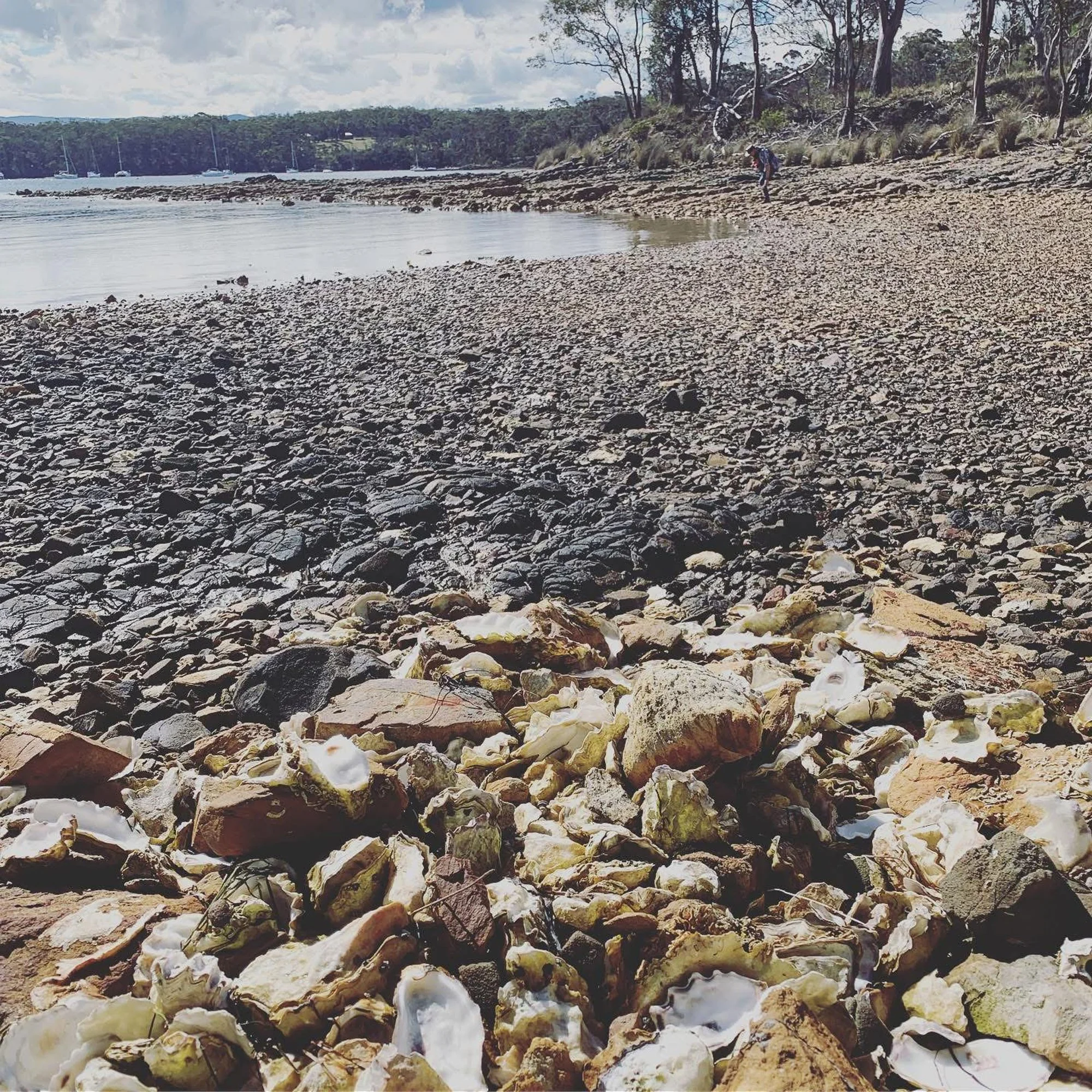 Bruny Island Oyster hunting 2019.
