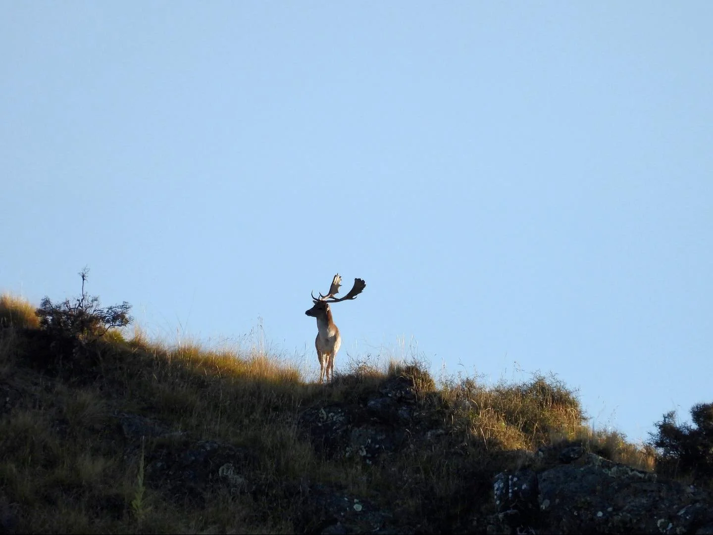 A solitary elk with large antlers standing on a grassy hillside during daylight, with a clear blue sky in the background.