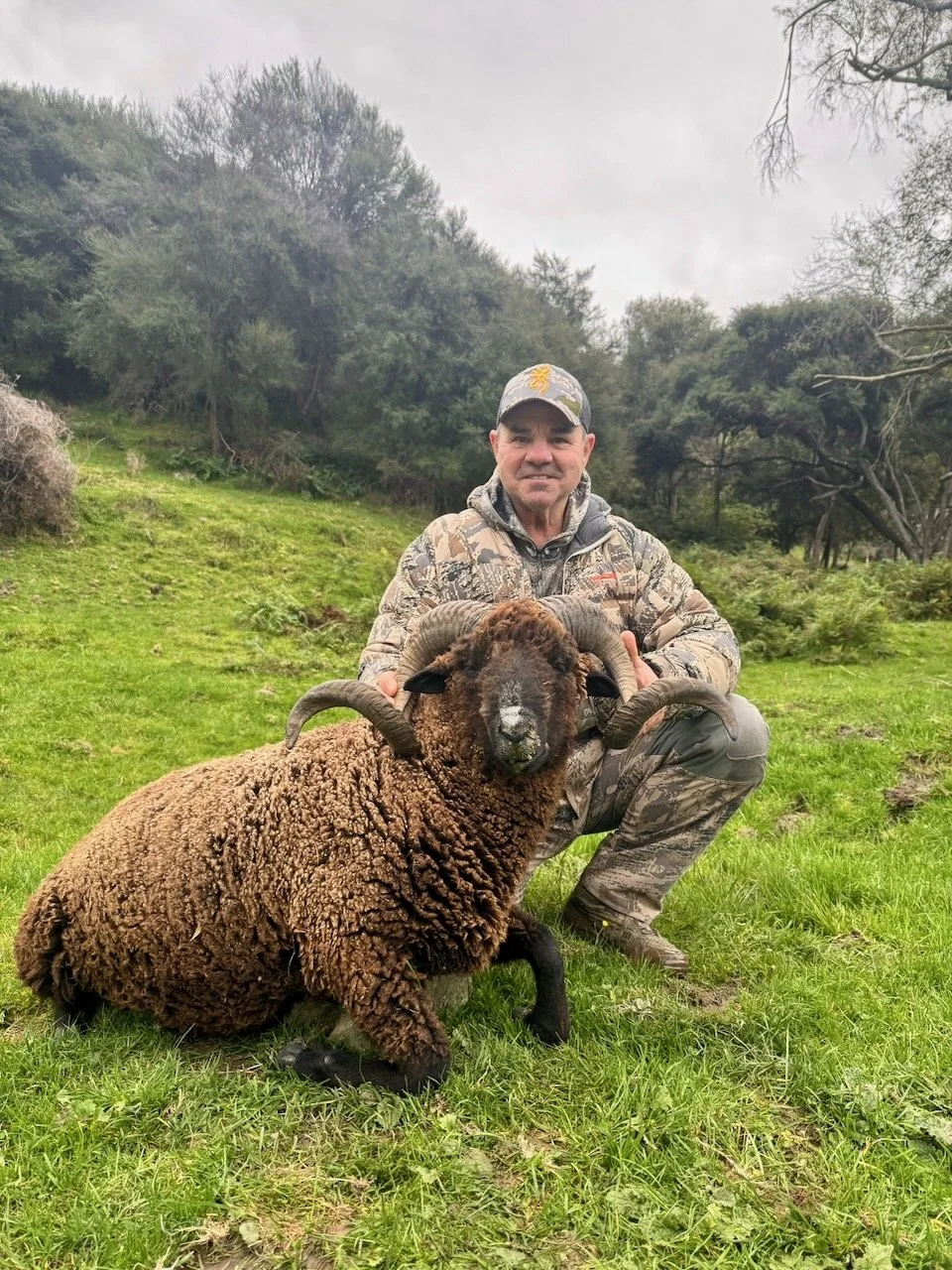 A man dressed in camouflage clothing kneels on green grass in a wooded area, holding a large, curly brown sheep with black face and horns.