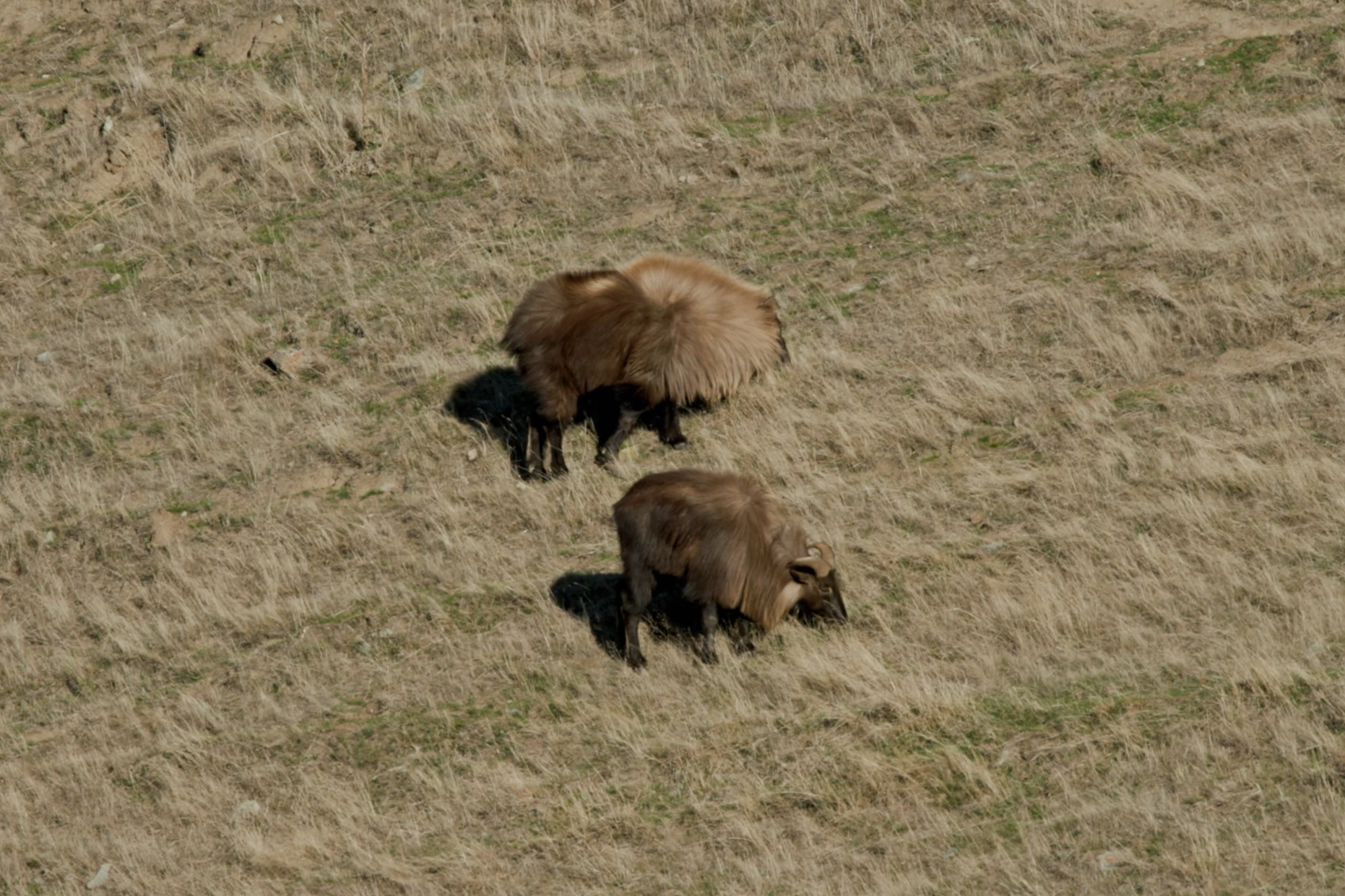 Two tahr grazing in a dry grassy field.
