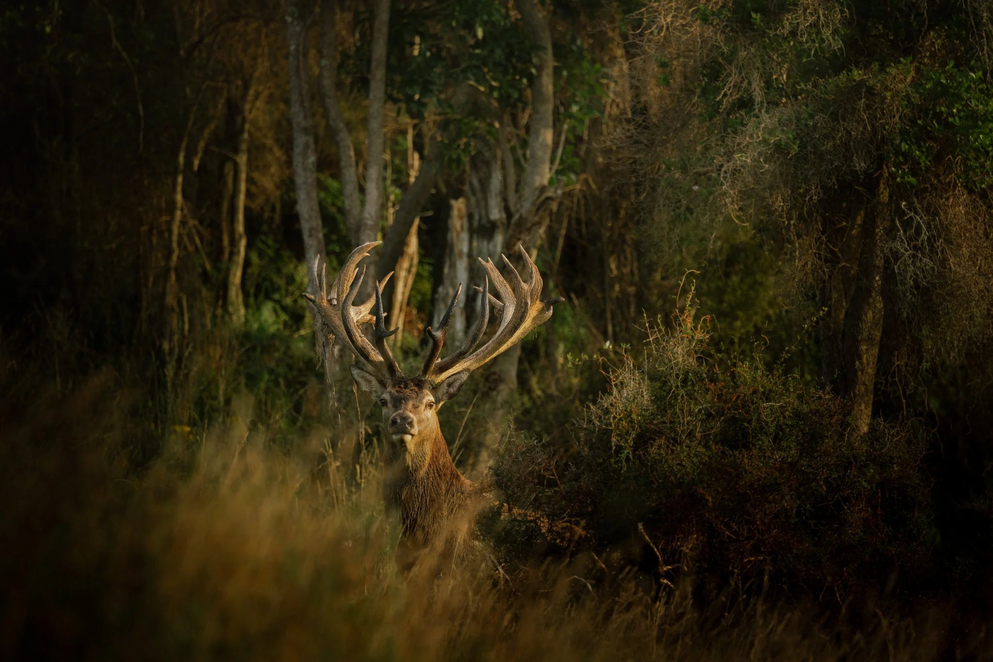 A majestic stag with large antlers standing in a dense forest during dusk or dawn.