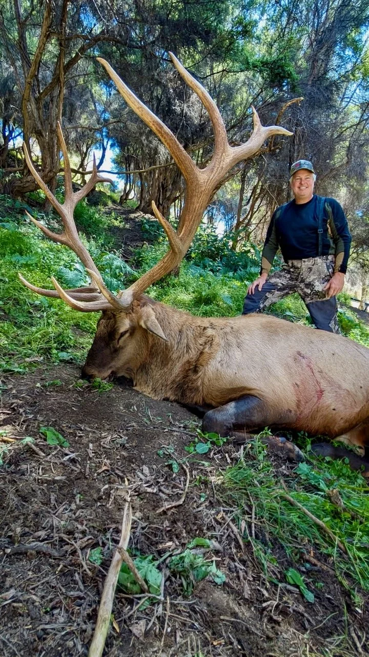 A man in outdoor camo pants and a cap stands next to a large elk with impressive antlers, lying on the ground in a wooded area.