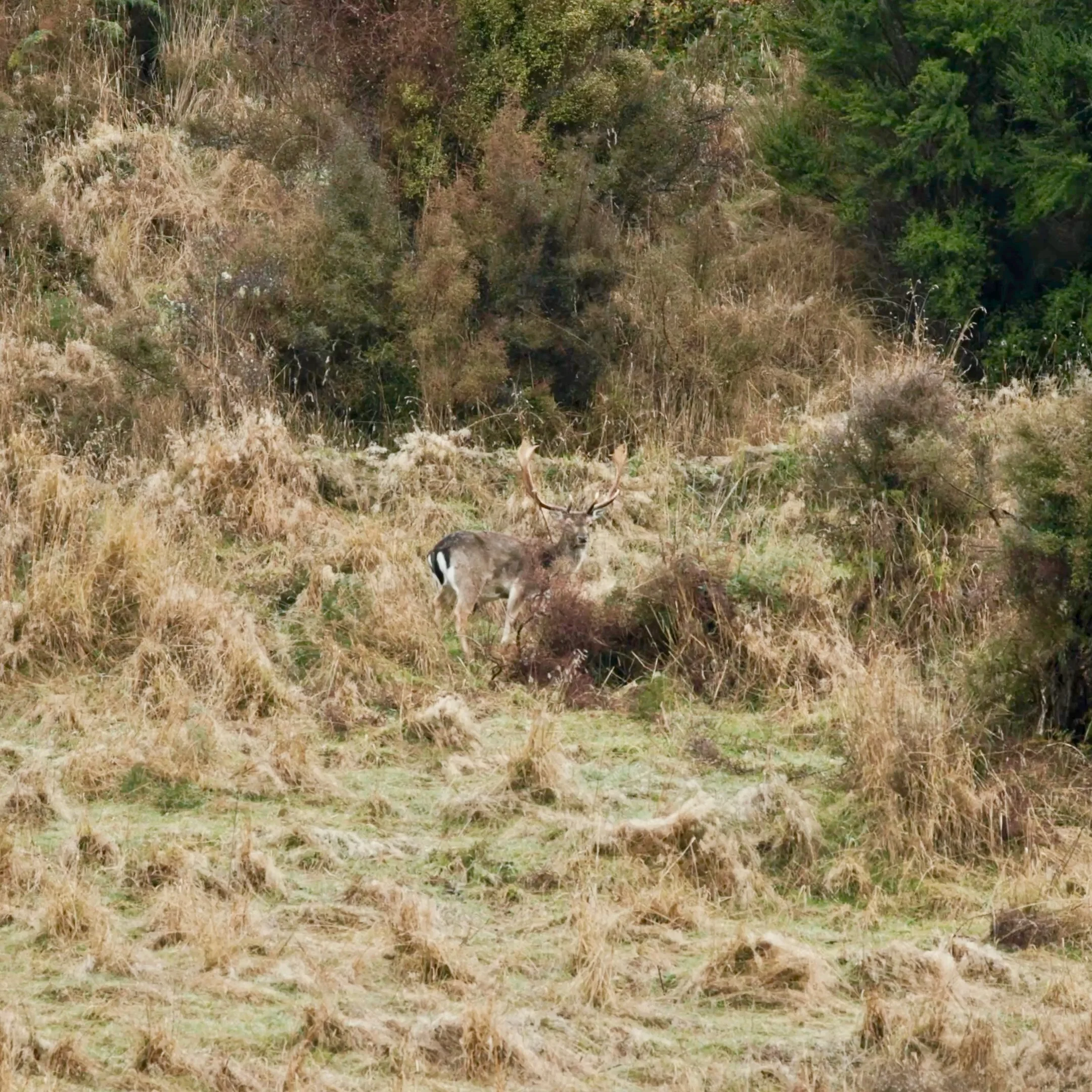 Deer standing in a grassy field near bushes and trees.