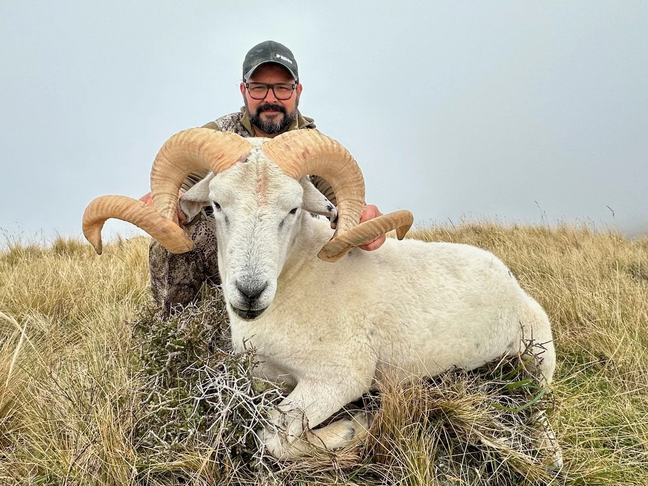 A man with a beard, glasses, and camouflage clothing kneeling in a grassy field, holding the horns of a large, white sheep with curved, brownish horns.
