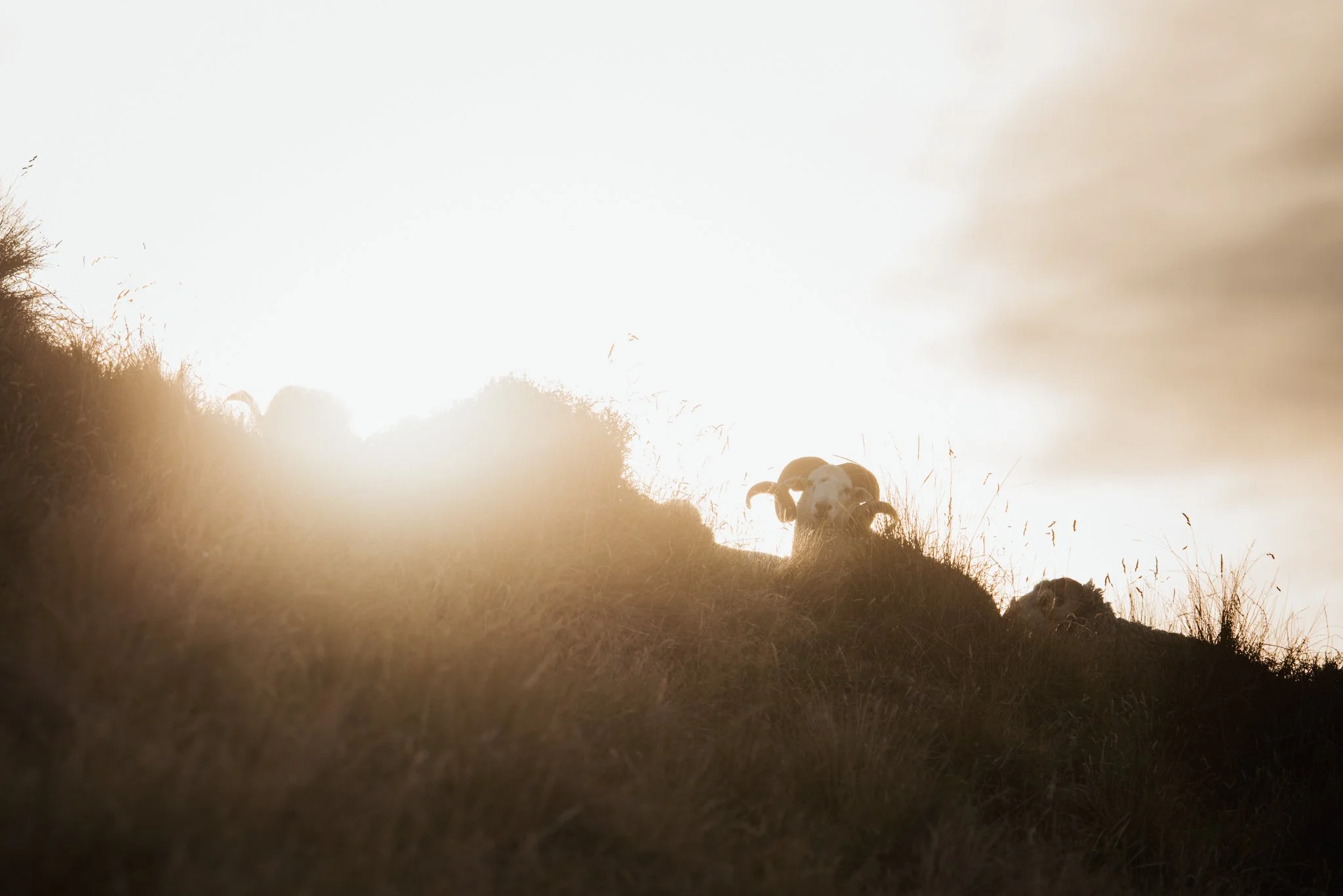 Rams standing on a grassy hillside during sunset.