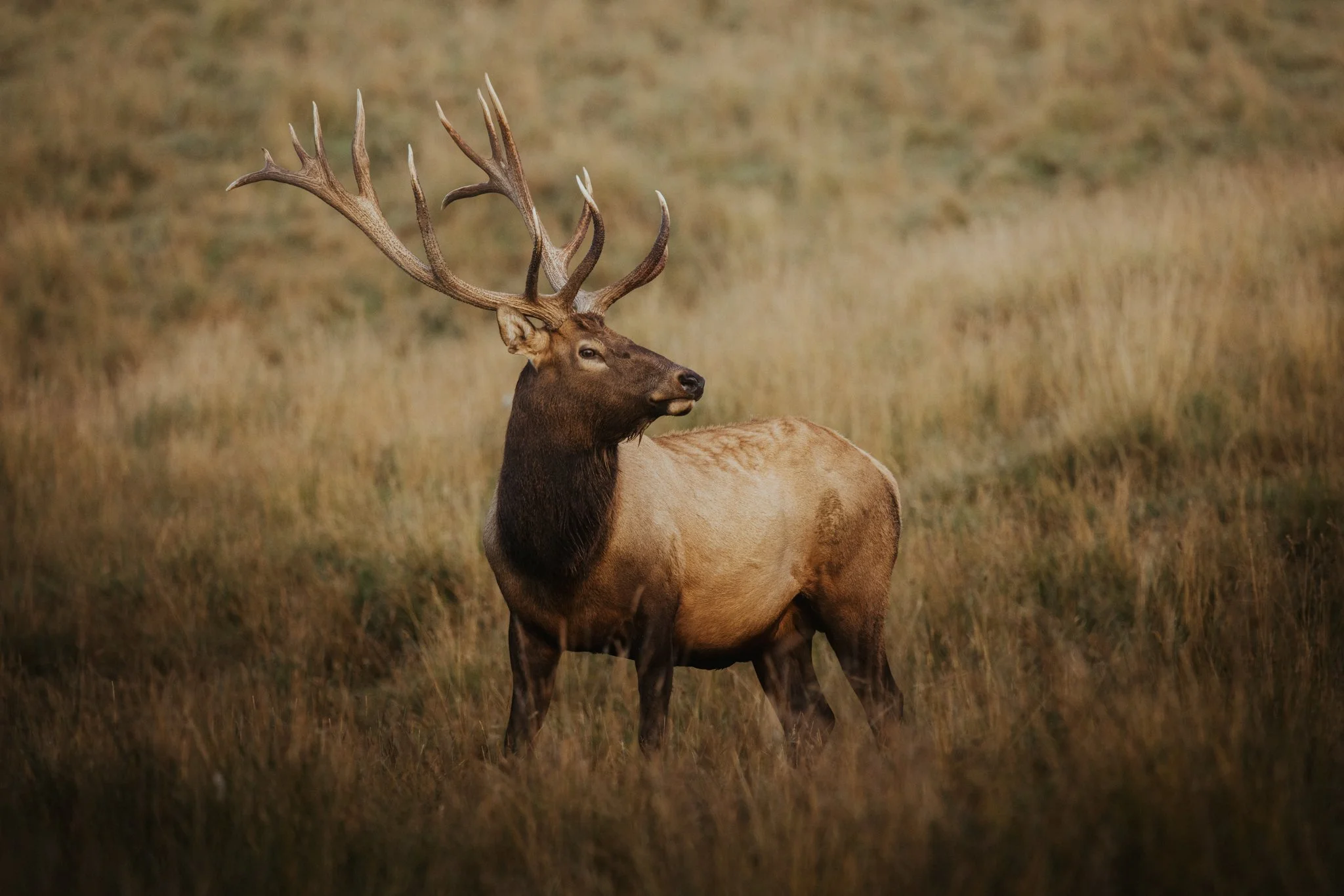 A majestic elk with large antlers standing in a grassy field during daytime.