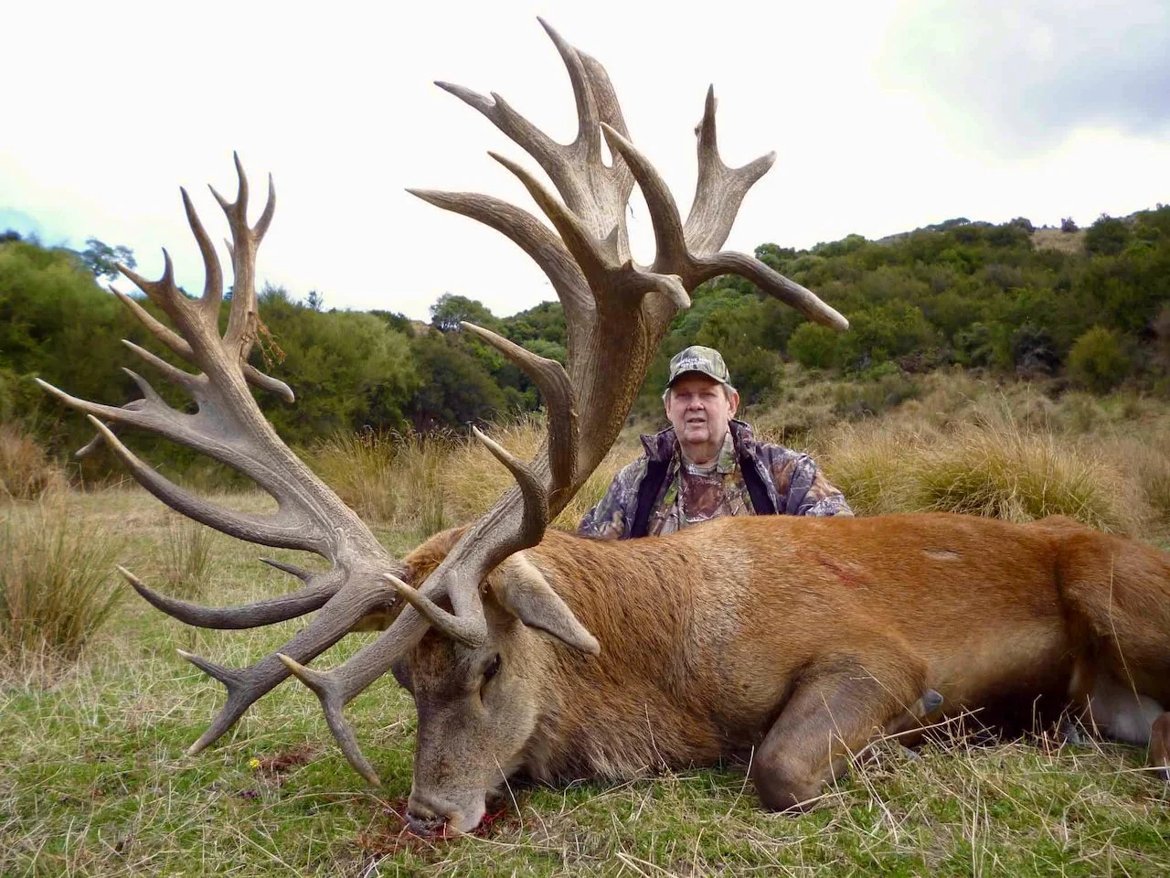 A hunter in camouflage clothing sitting behind a large dead elk with impressive antlers, lying on grass in a field with green trees and shrubs in the background.