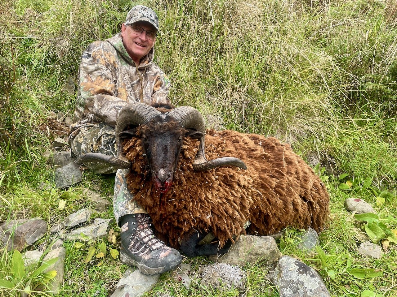 A man in camouflage clothing and glasses sitting on rocks in tall grass, holding a large, woolly, brown sheep with curved horns.