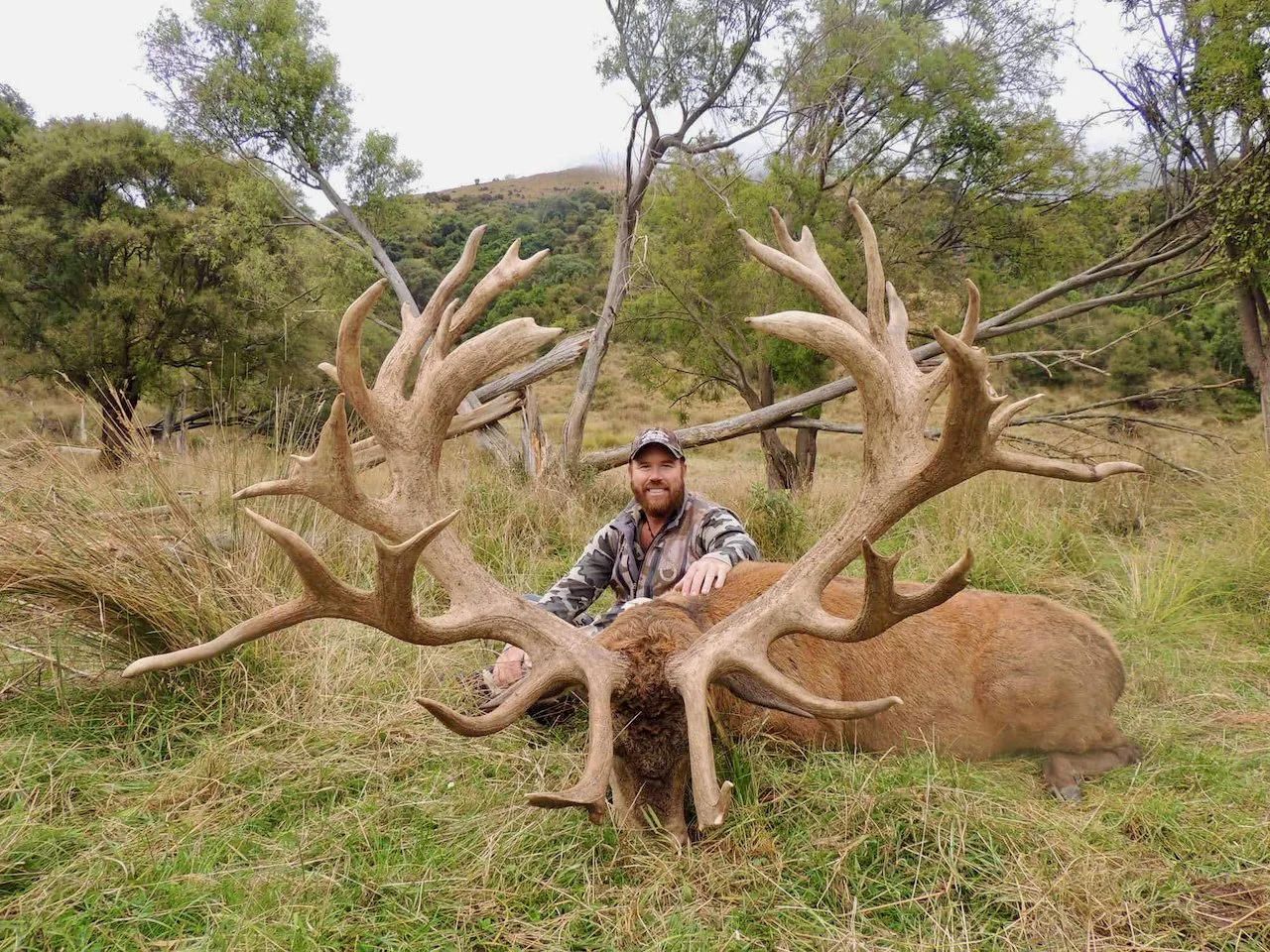 A man sitting next to a large elk with impressive antlers lying on the grass in a natural outdoor setting with trees and rolling hills in the background.