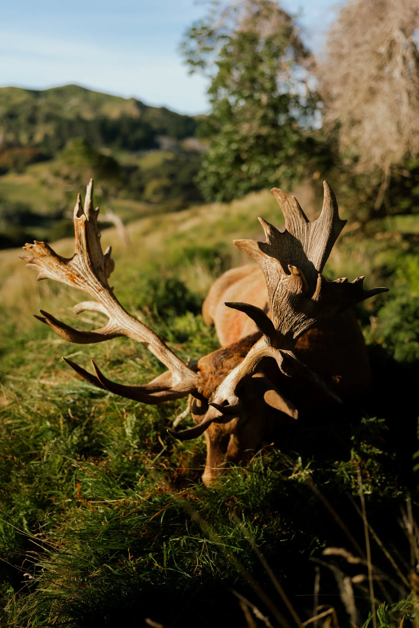 Deer lying on grass with antlers visible, landscape with trees and hills in the background, sunny day.