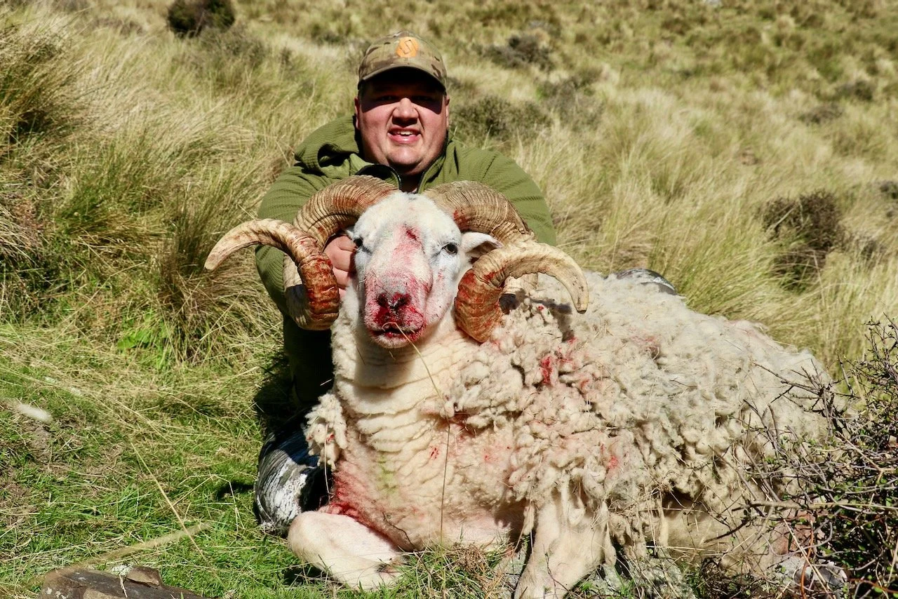 A person in outdoor hunting gear holding a large ram with curved horns and a white fleece, lying on the grassy hillside.