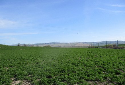 SOLD - Irrigated Lowden Farm 1,137.70 acres