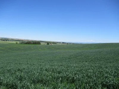 286.68 Acres Irrigated Farm
