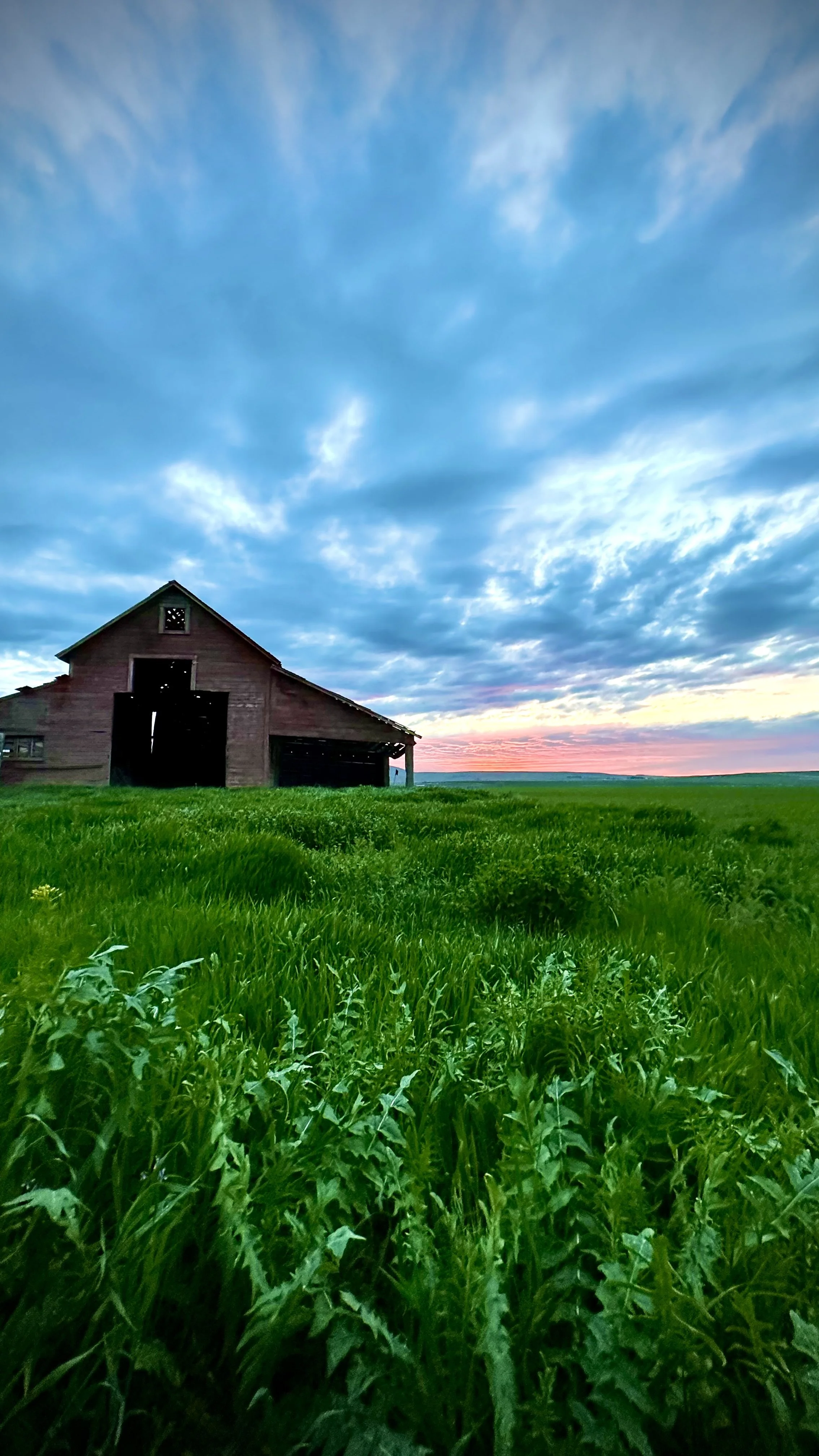 A rustic barn surrounded by tall green grass under a partly cloudy sky with the sun setting on the horizon.