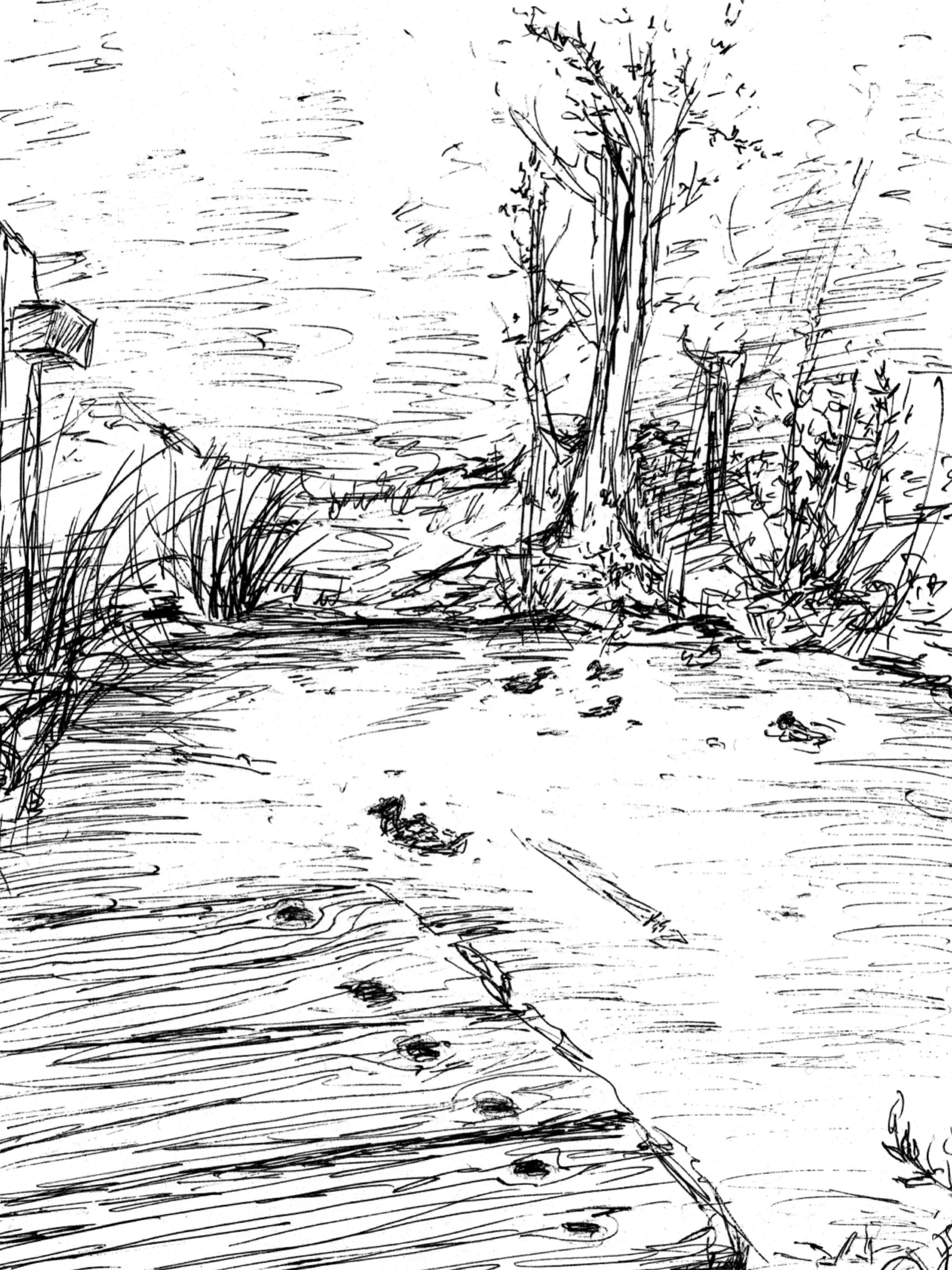 Duck Pond