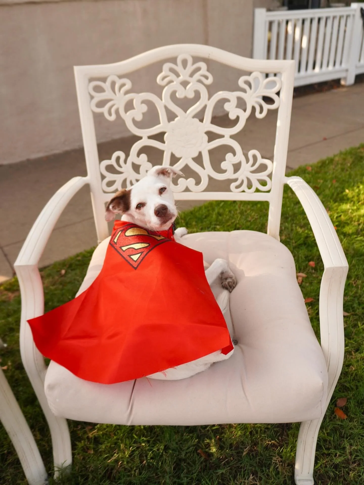 a super dog!