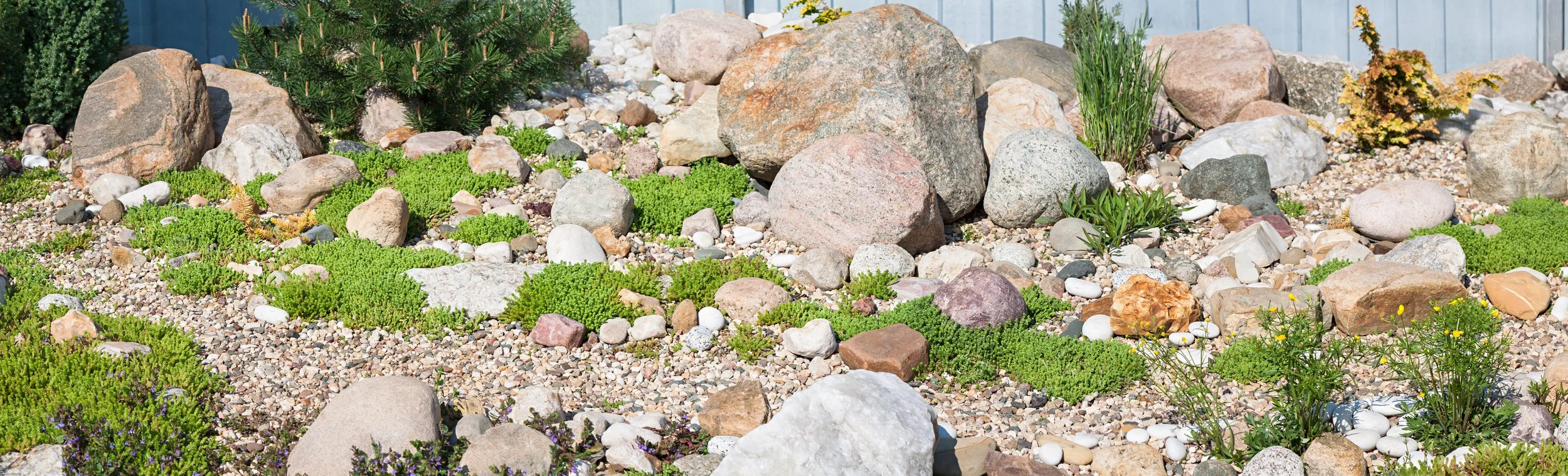 A landscaped garden with various sized rocks, small green plants, and a section of concrete fence in the background.