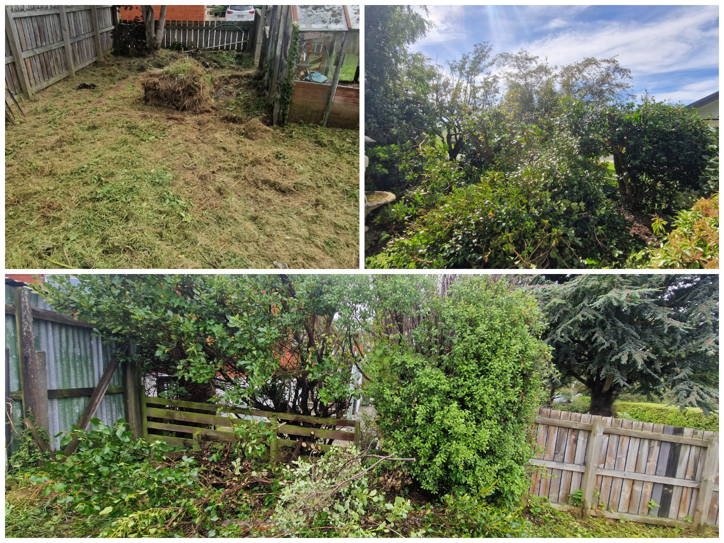 hedge-trimming-shrub-pruning-garden-maintenance-clutha.jpg.png