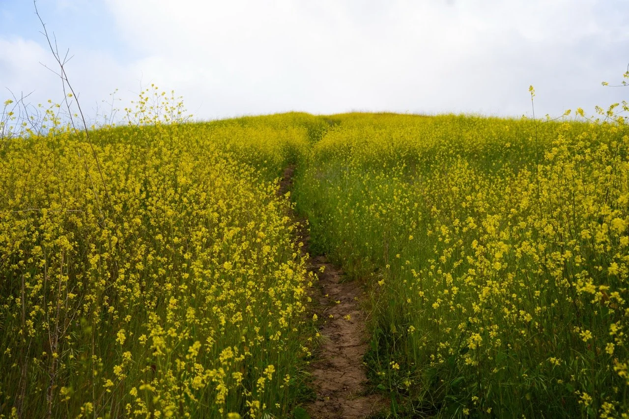 french hill | sony a7iii