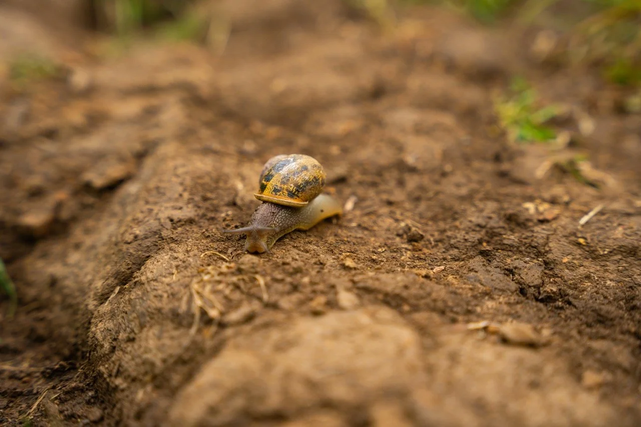 french hill | sony a7iii