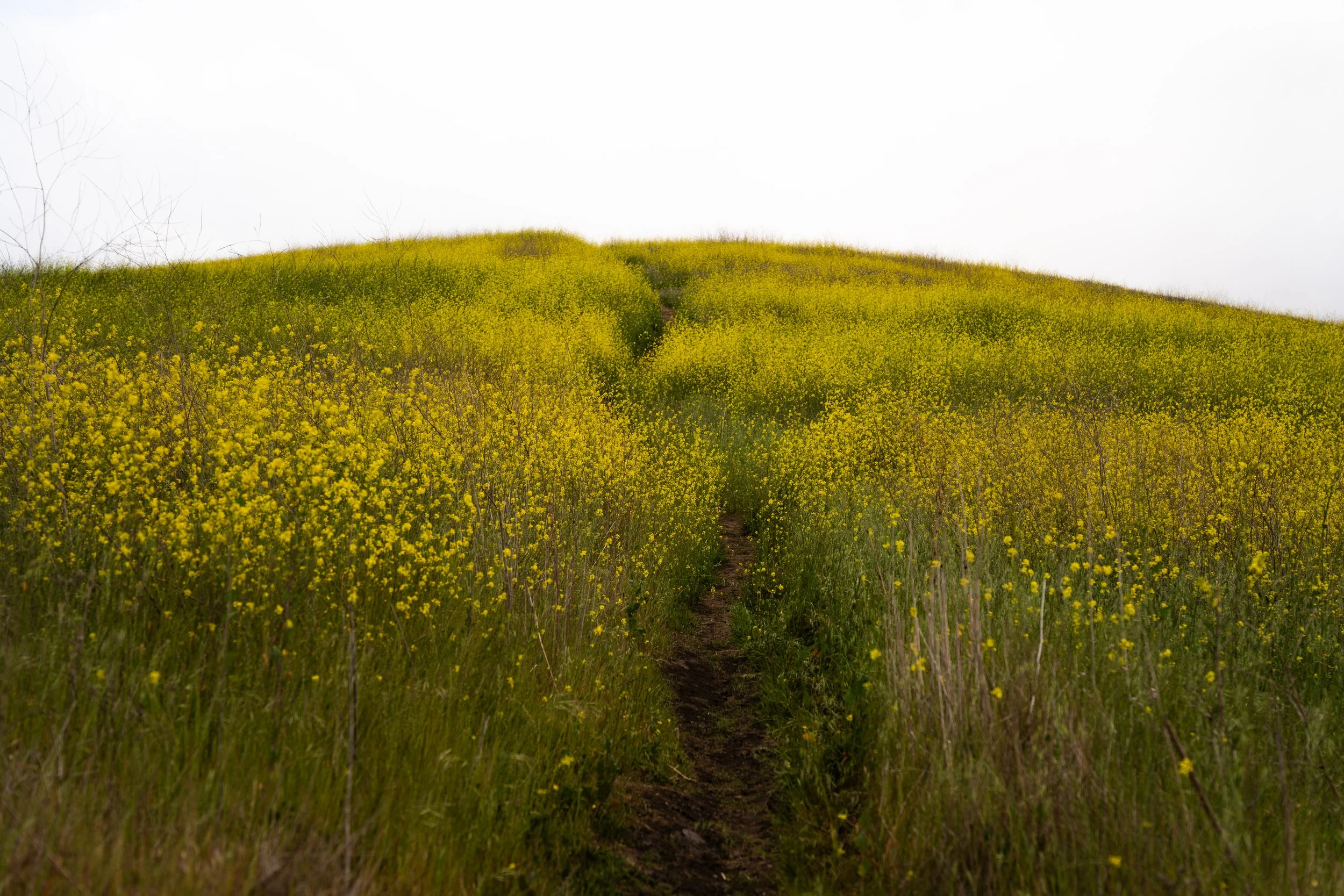 french hill | sony a7iii