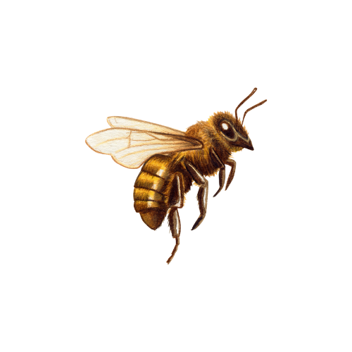 Close-up of a honey bee on a yellow surface.