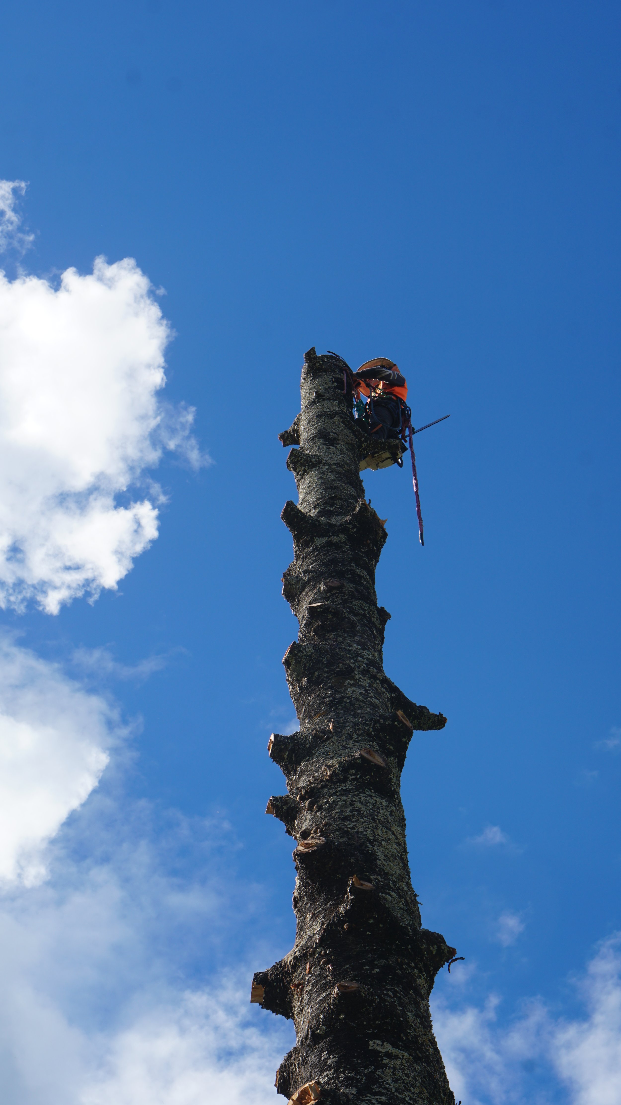 After removing branches from dead Norfolk Pine