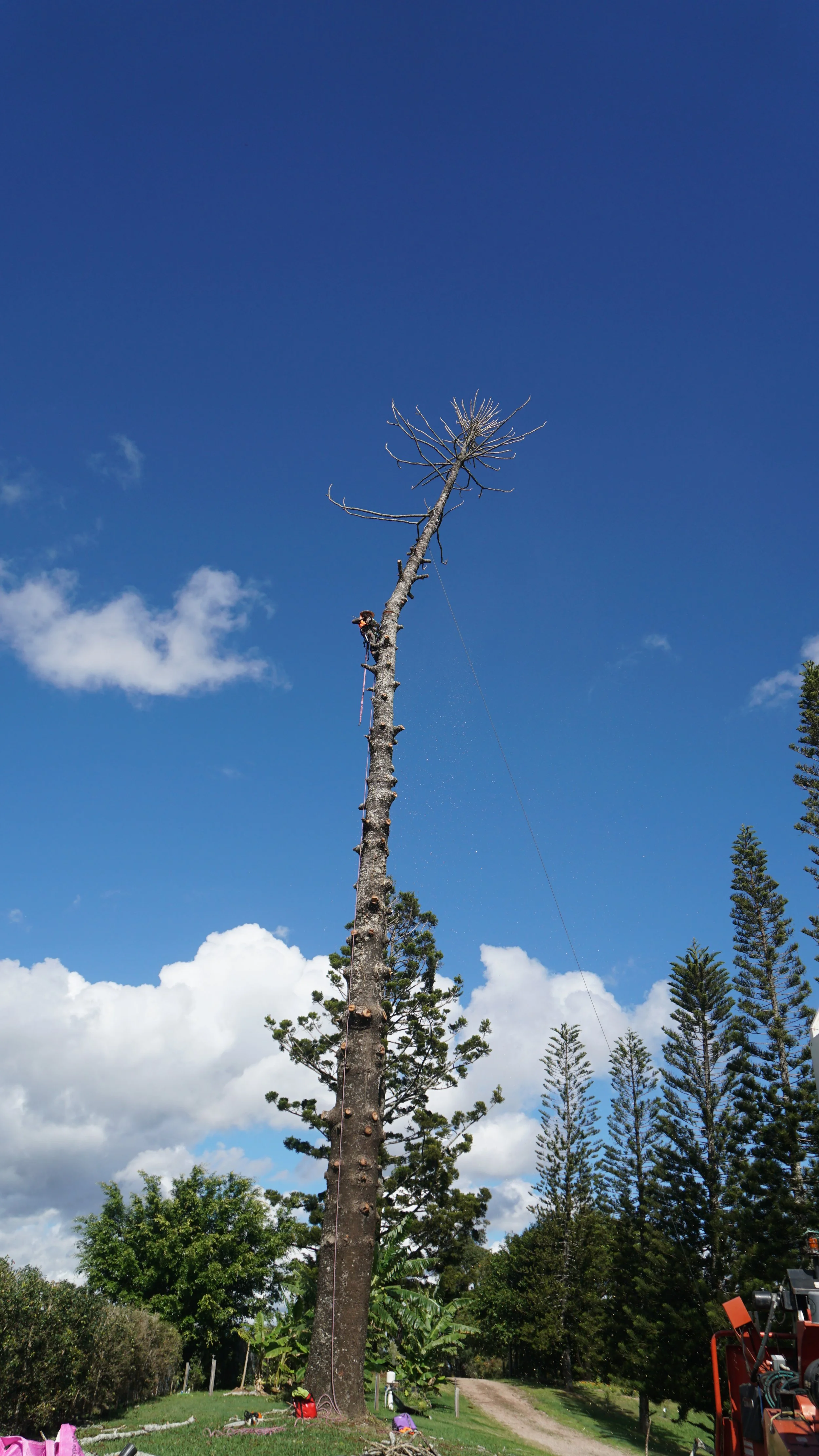 Topping dead pine