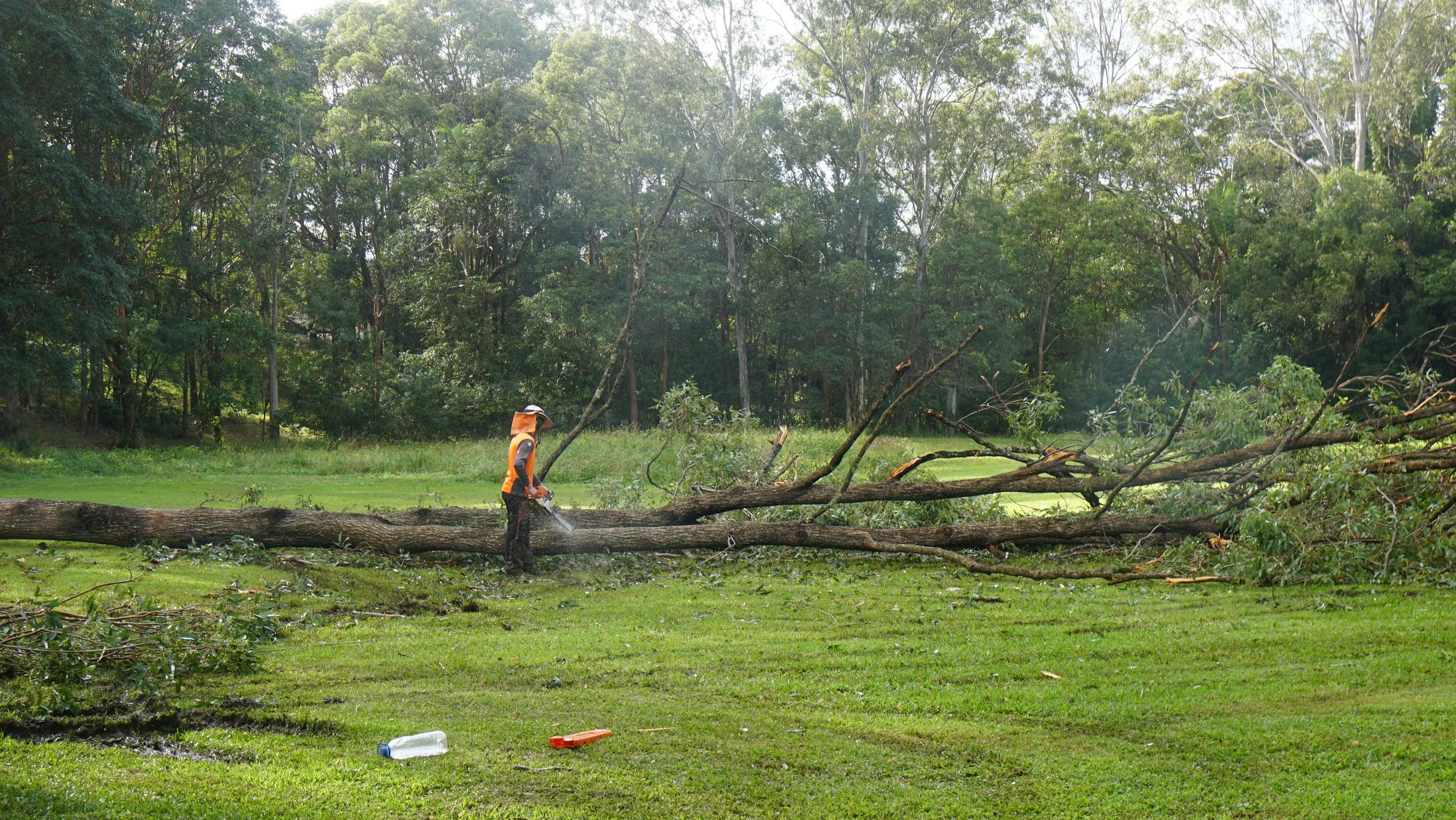 cutting and removing a large Ironbark tree 