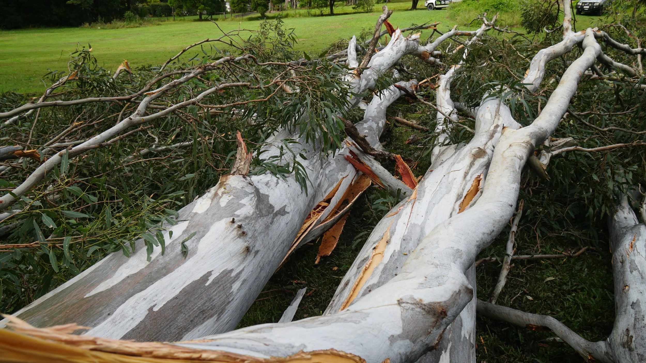 Eucalyptus Tree Removal