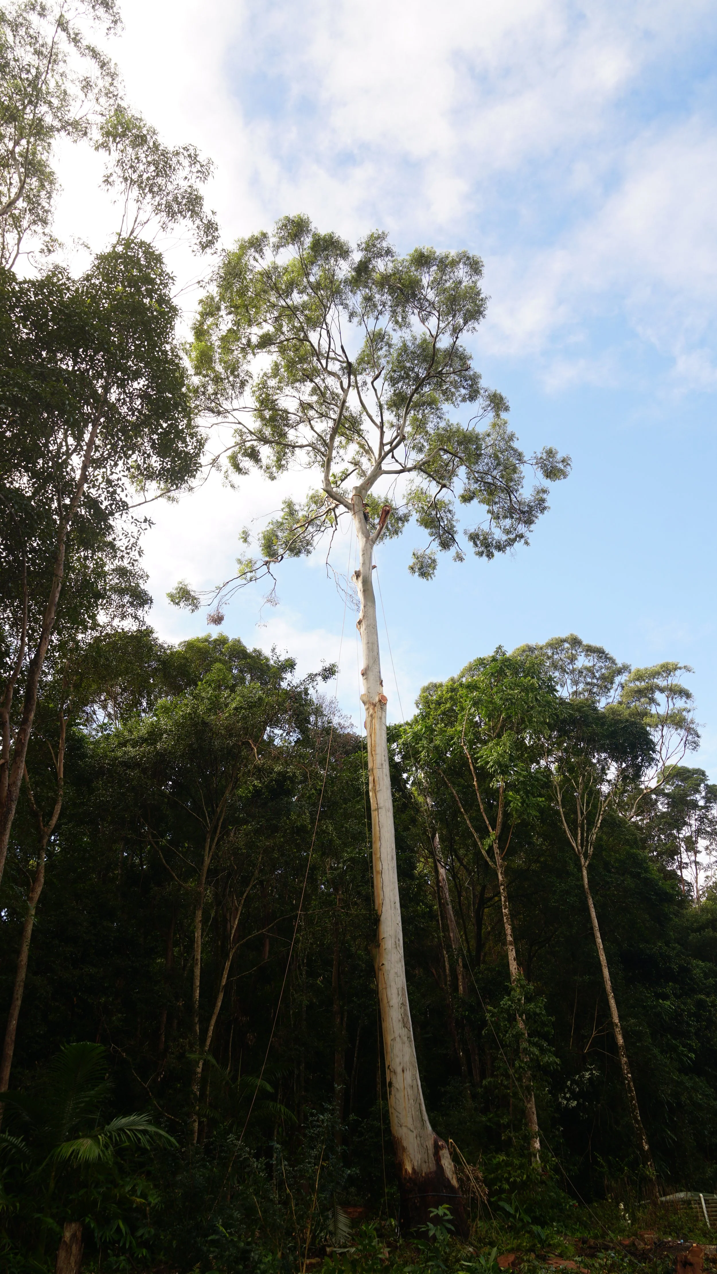Large Eucalyptus 