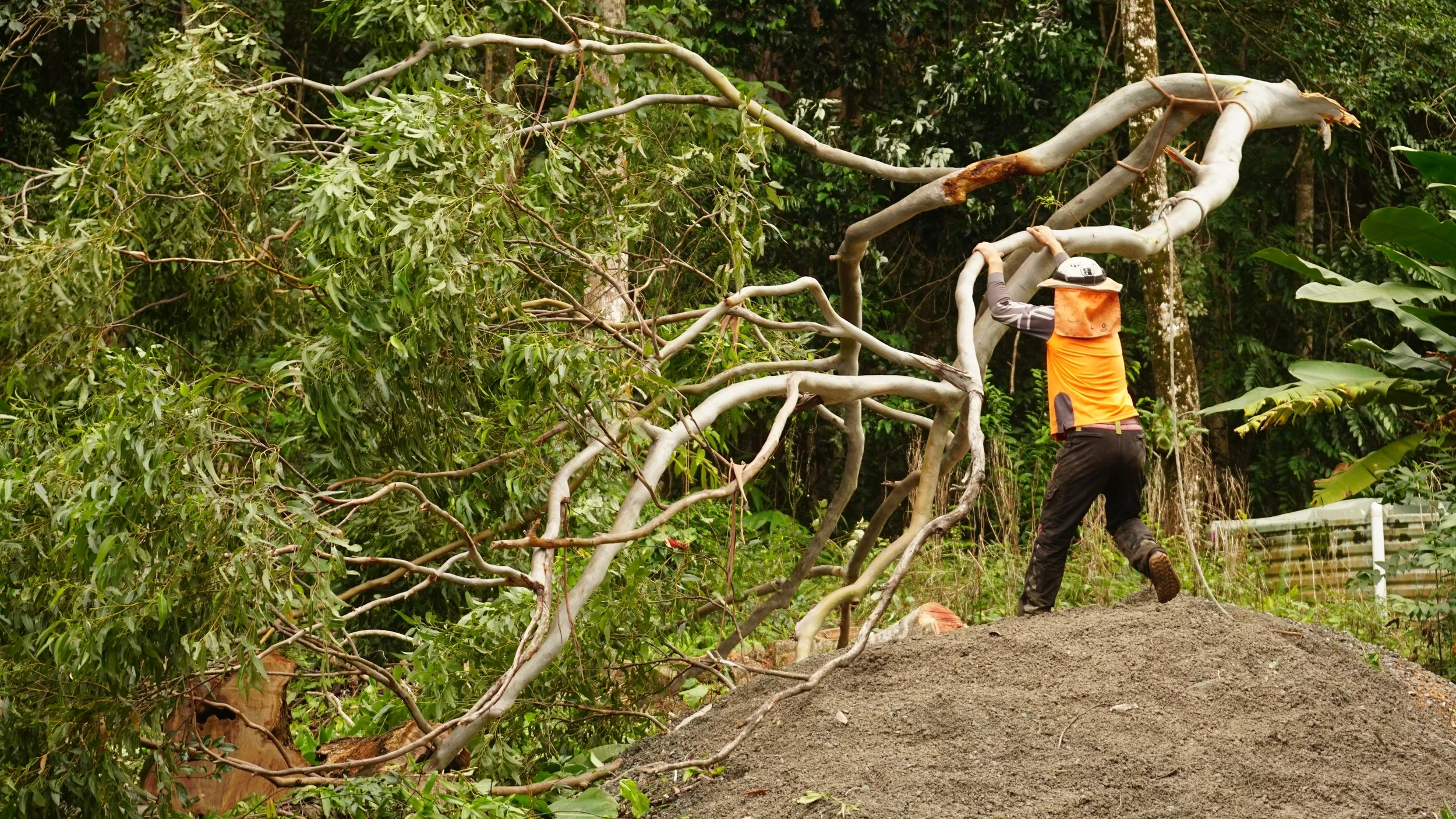 Rigging branches down to avoid damaging surroundings