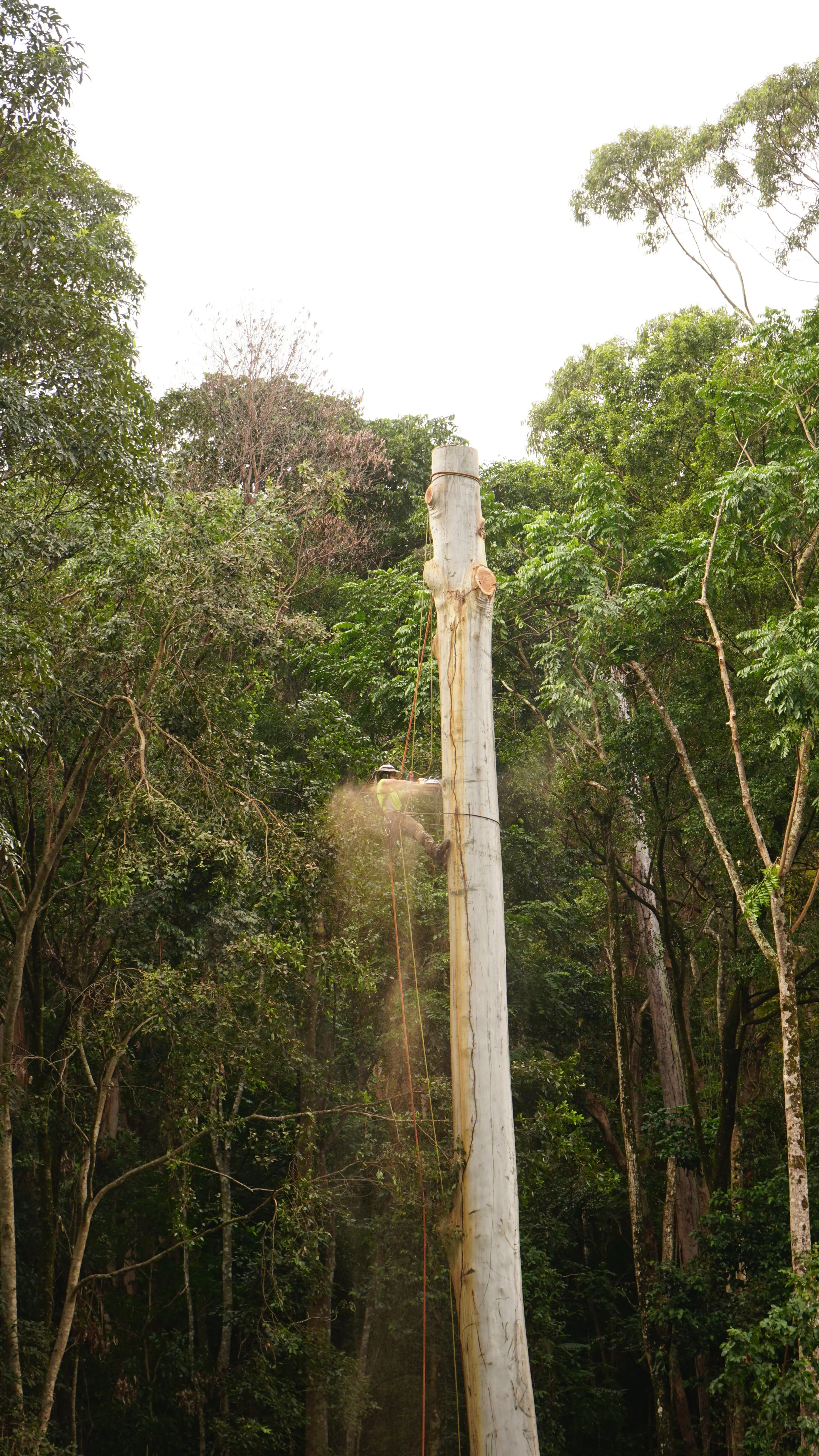 Cutting this eucalyptus  