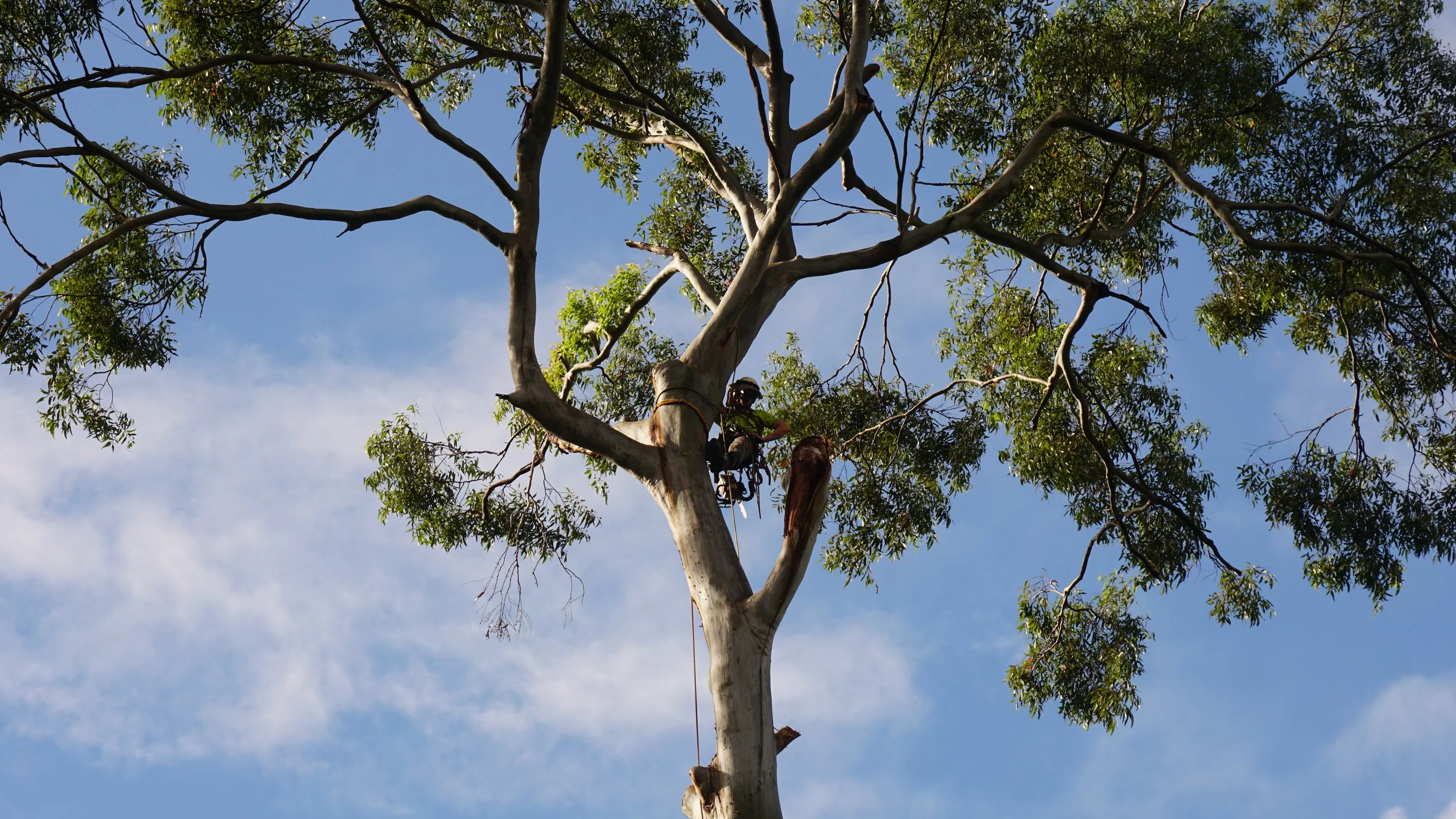 Climbing  Eucalyptus 