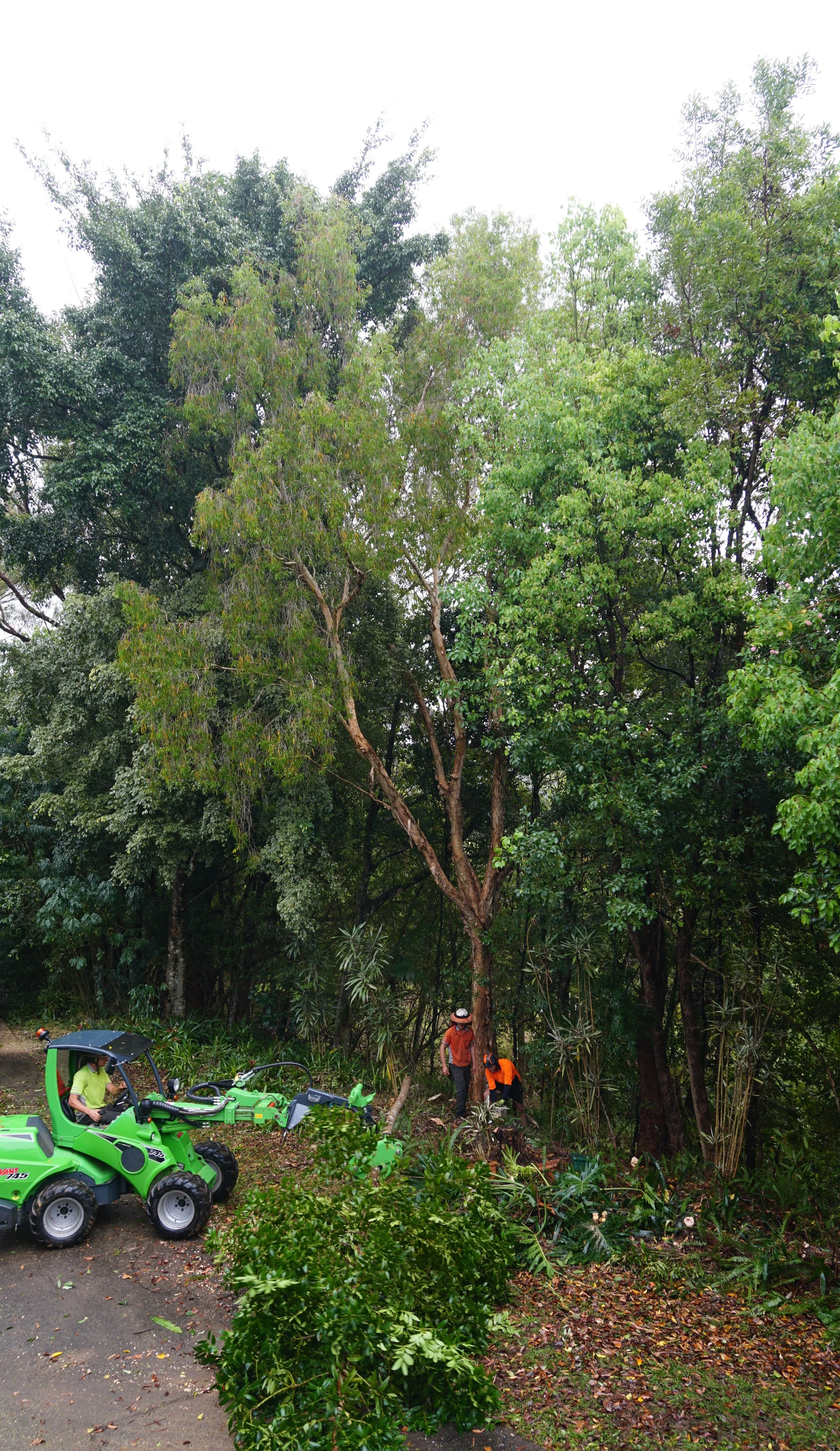 Lifting fallen trees with the Avant's grab attachment