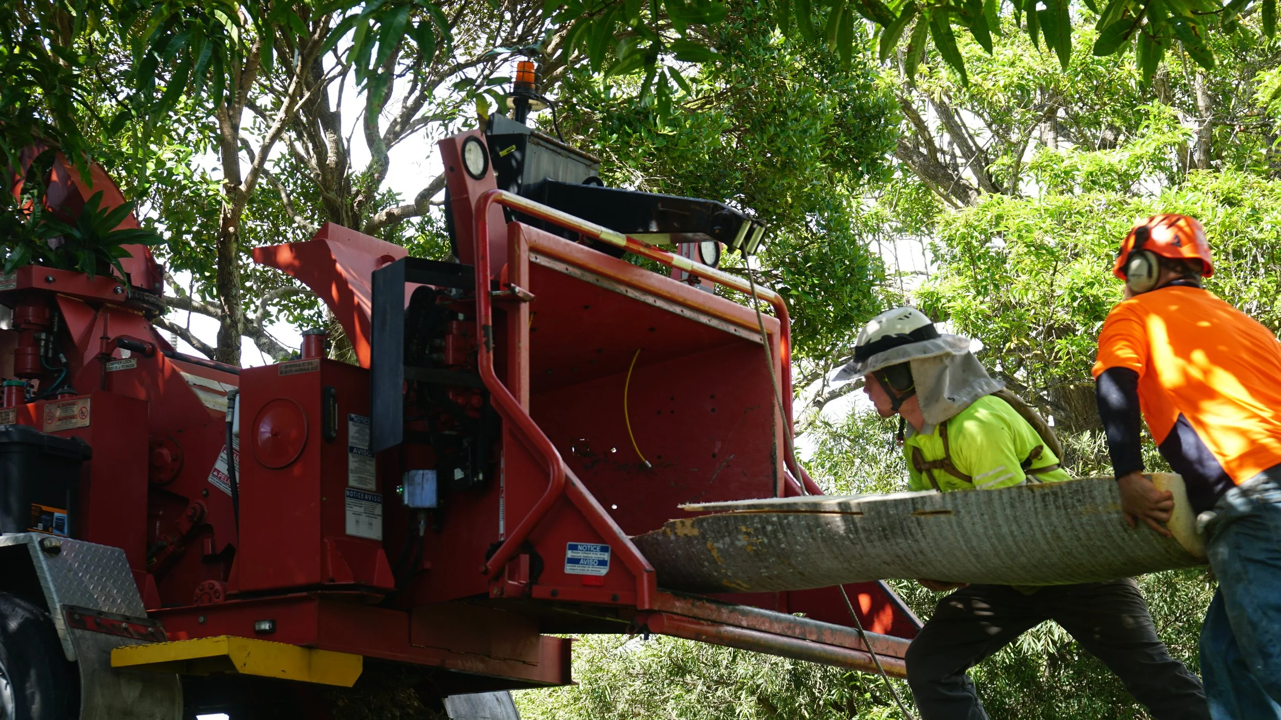 palms in chipper 1.JPG