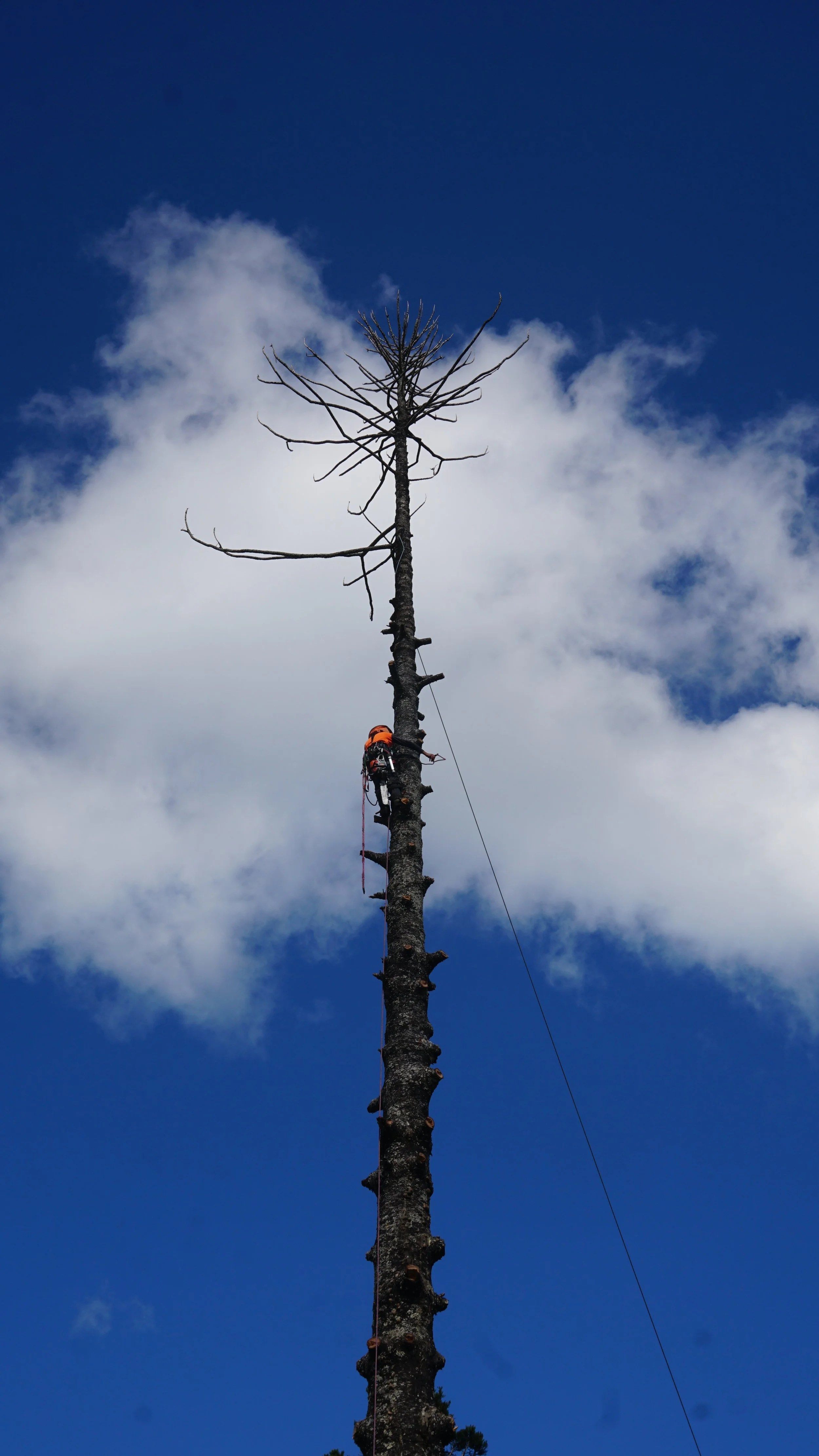 Climbing and removing branches from Norfolk Pine 