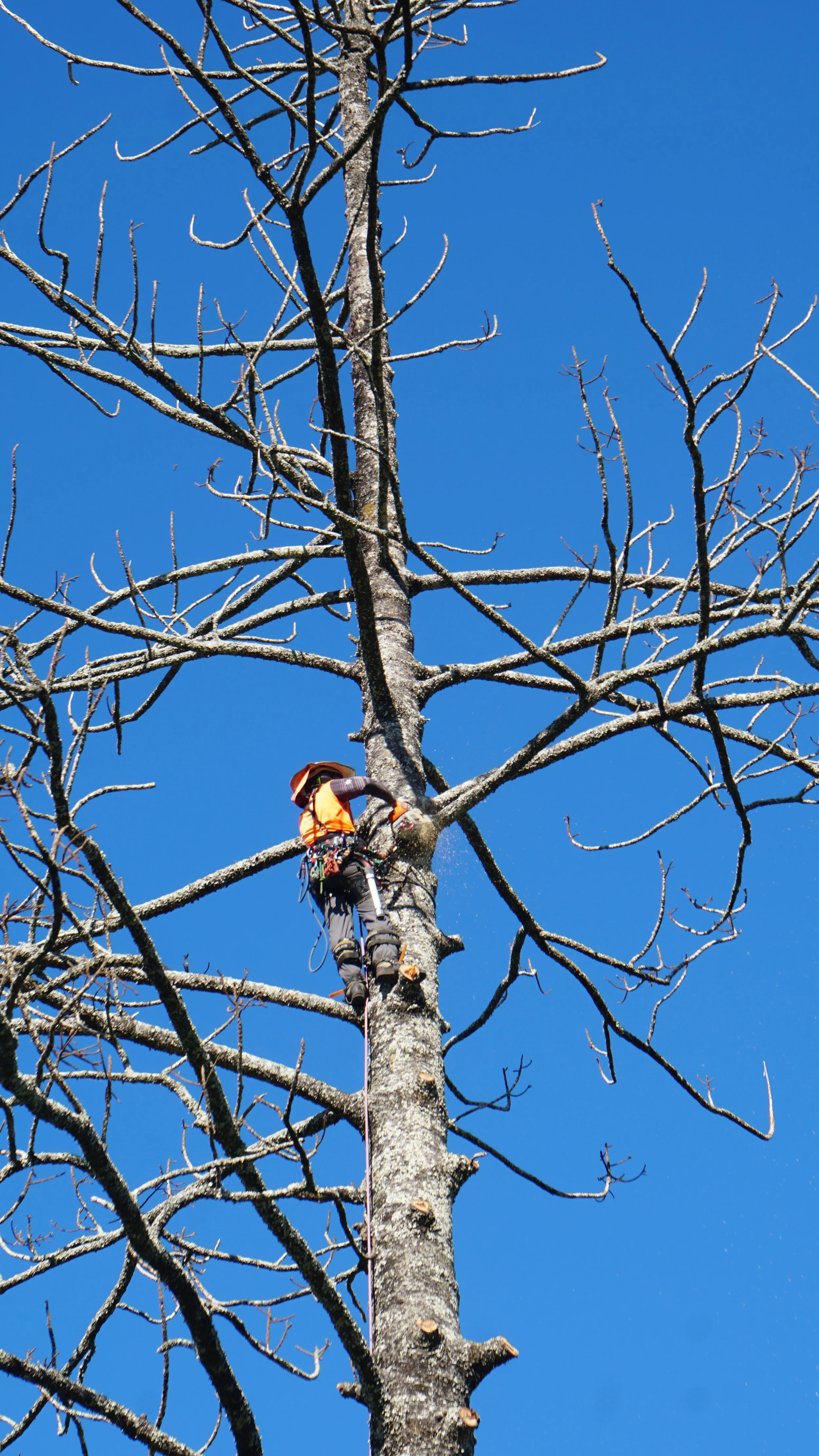 Climbing Norfolk Pine